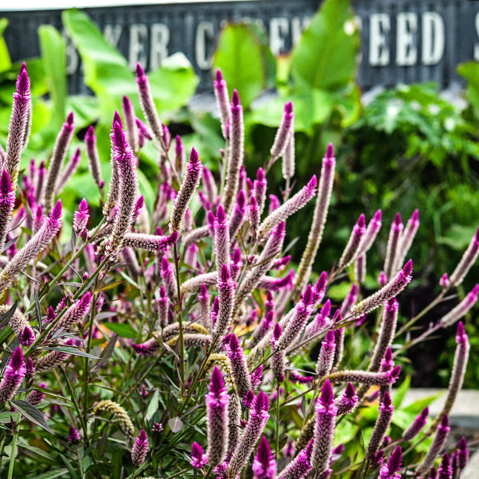 Asian Garden Celosia