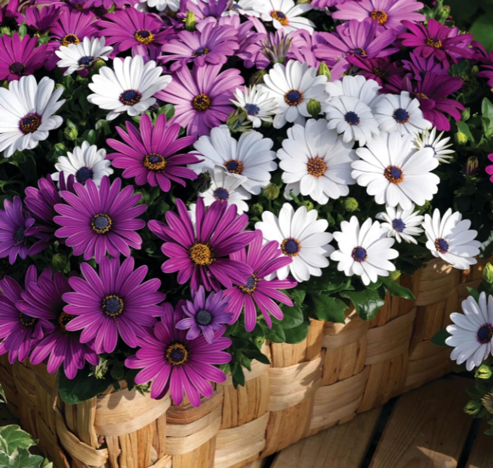 Asti Hybrid Mix Osteospermum Daisy