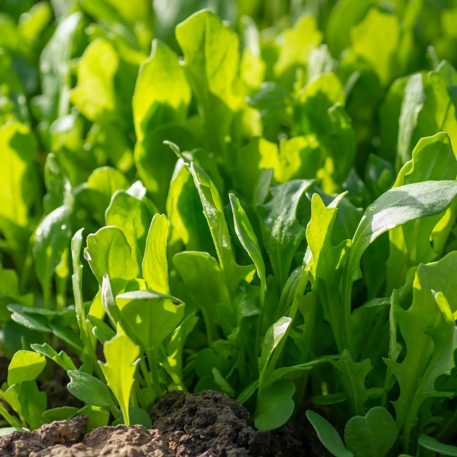 Astro Rocket Arugula