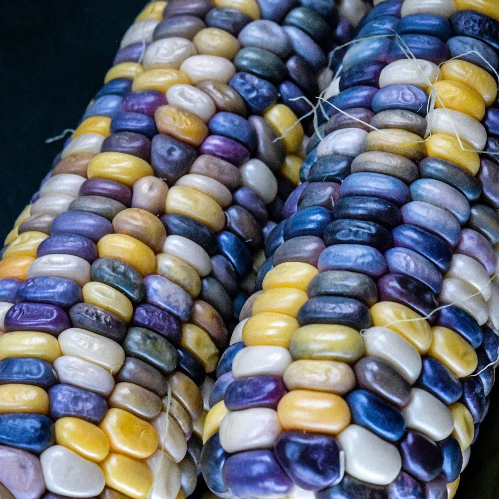Astronomy Domine Corn