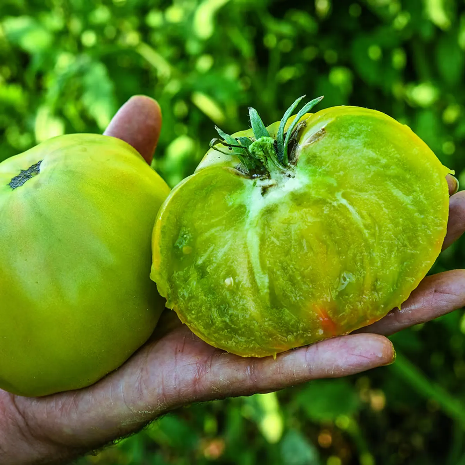 Aunt Ruby's German Green Tomatoes