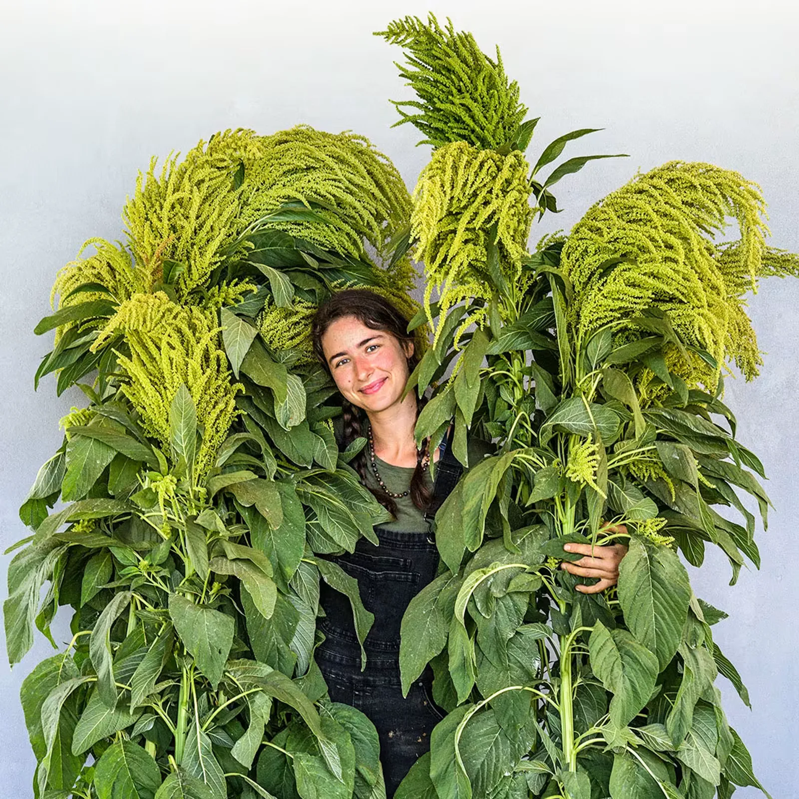 Aurelia's Verde Amaranth