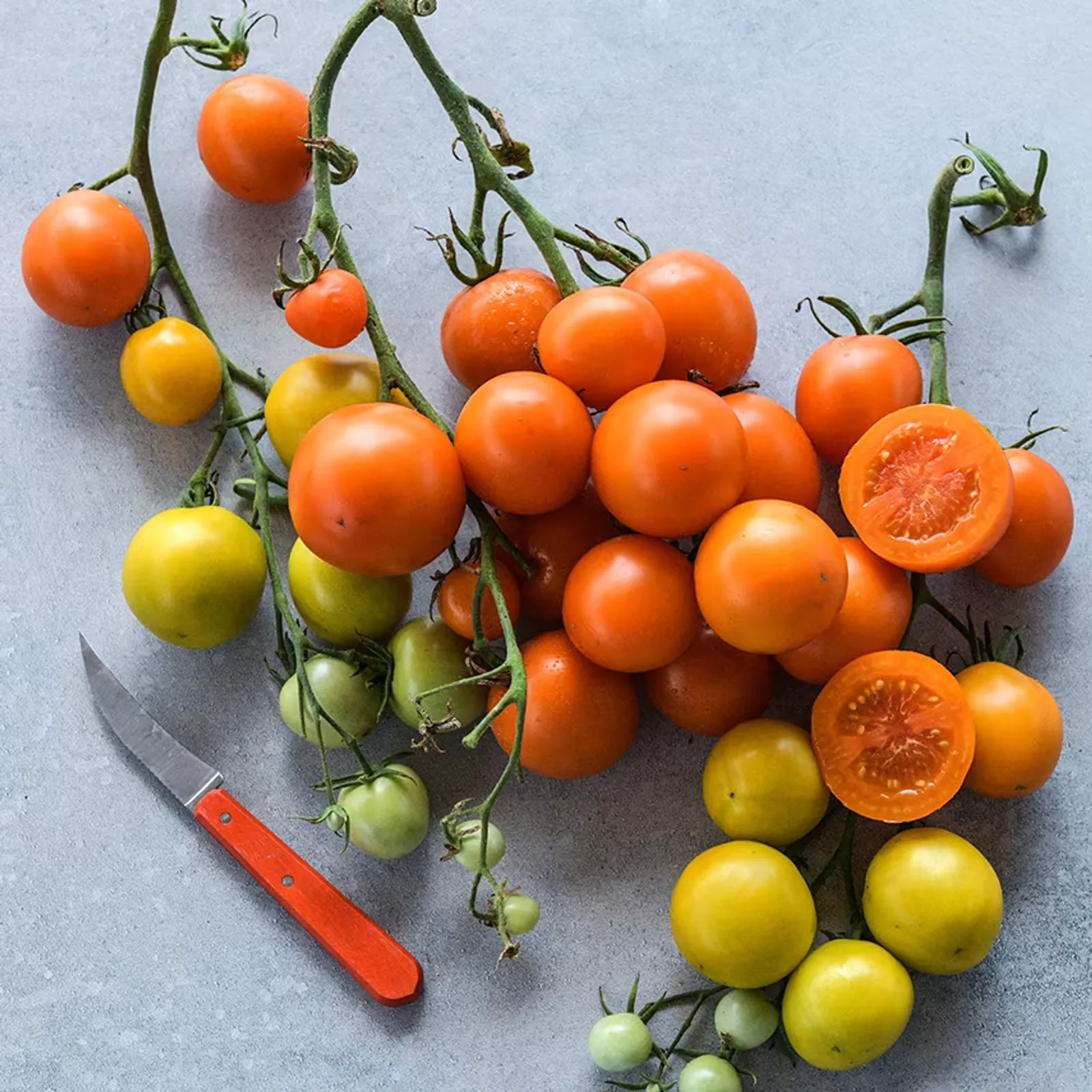 Auriga Tomatoes
