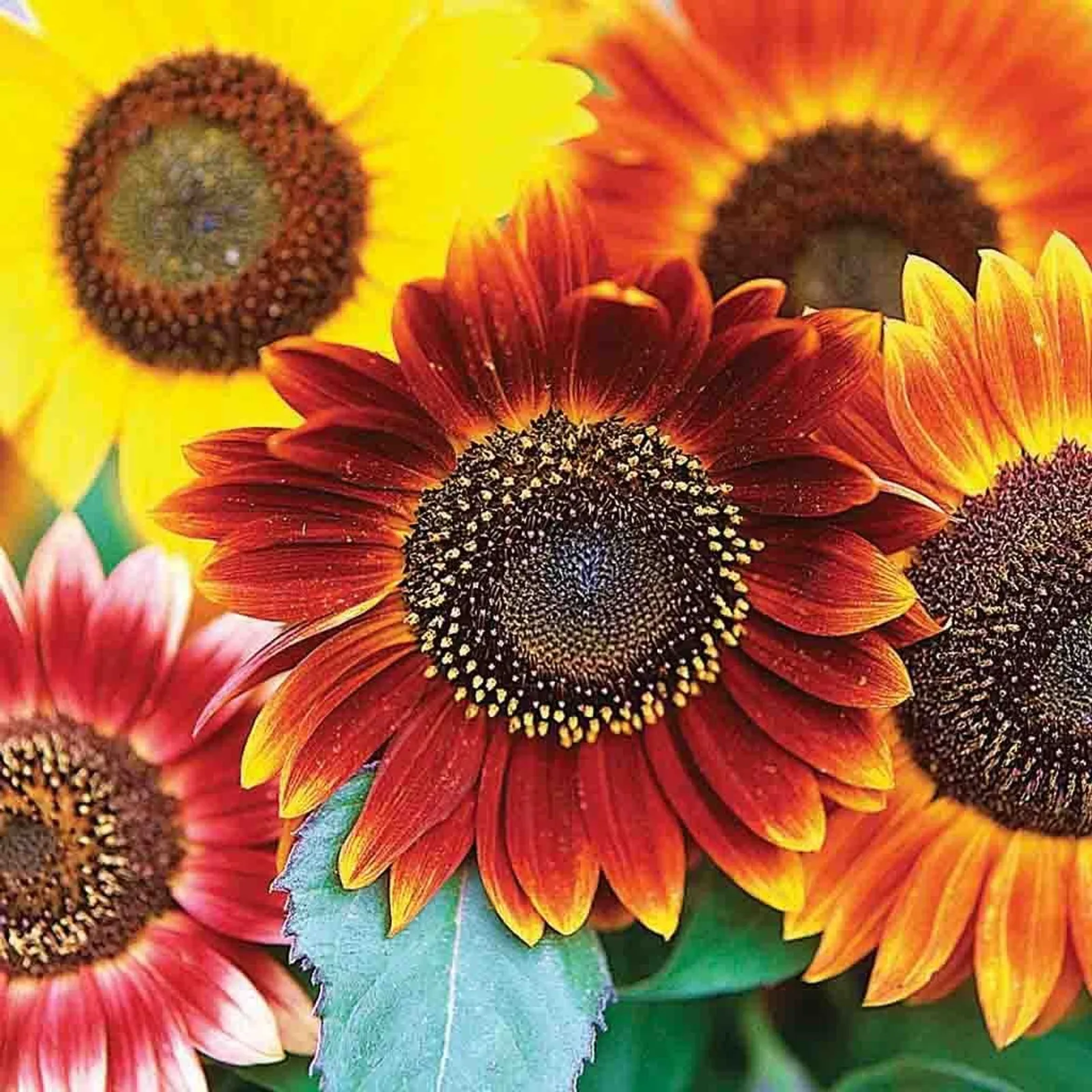 Autumn Beauty Sunflower