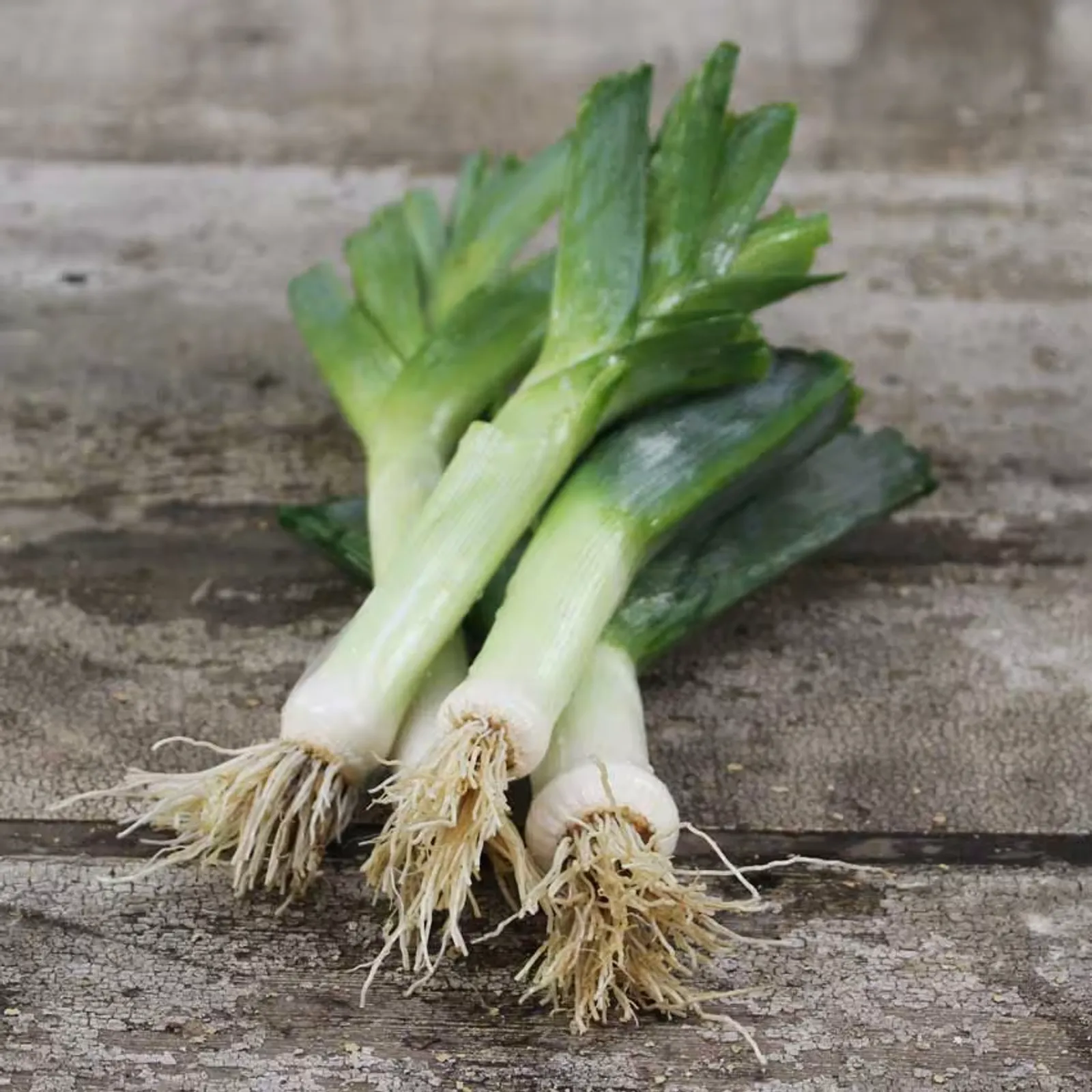 Autumn Giant Leeks