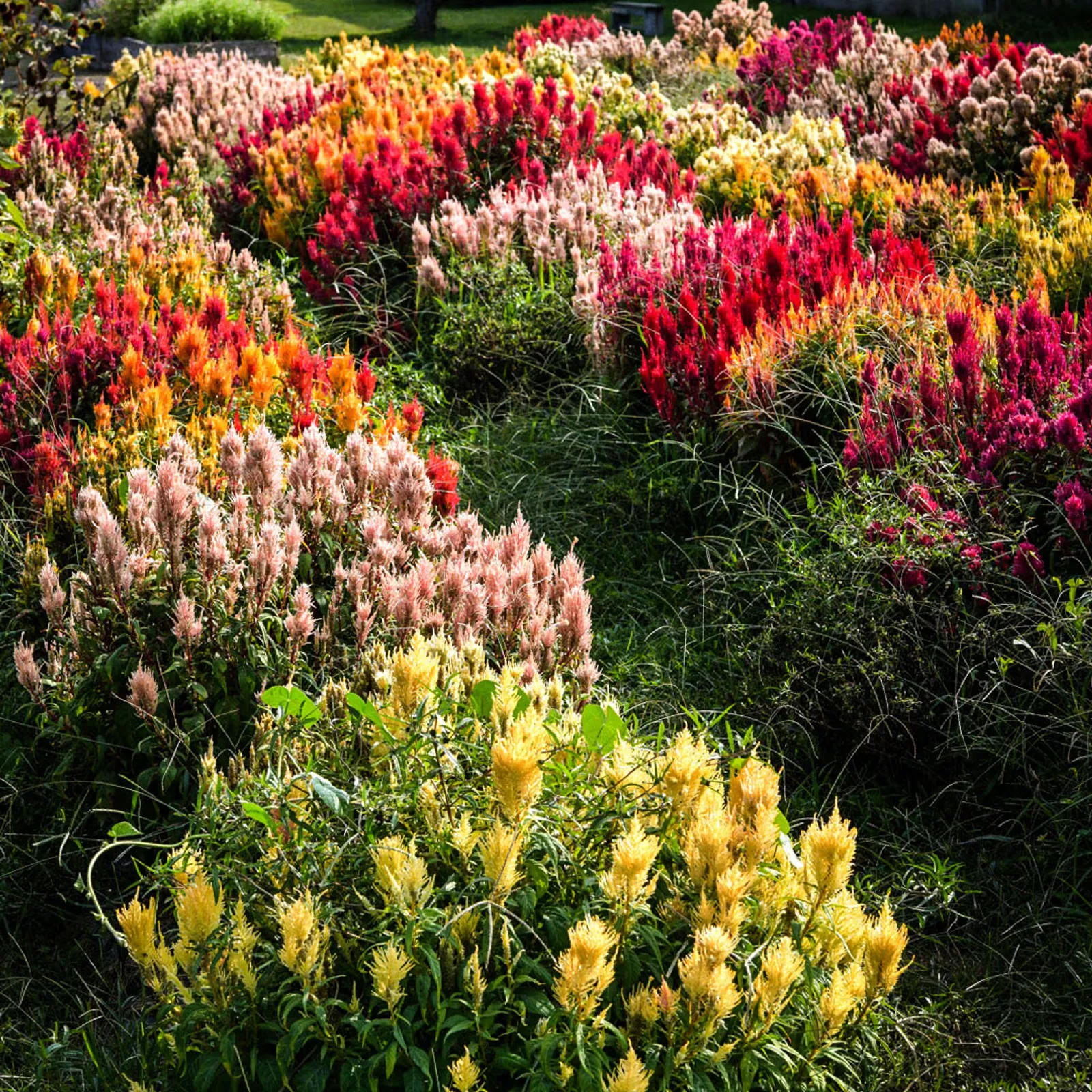 Autumn Glow Mix Celosia