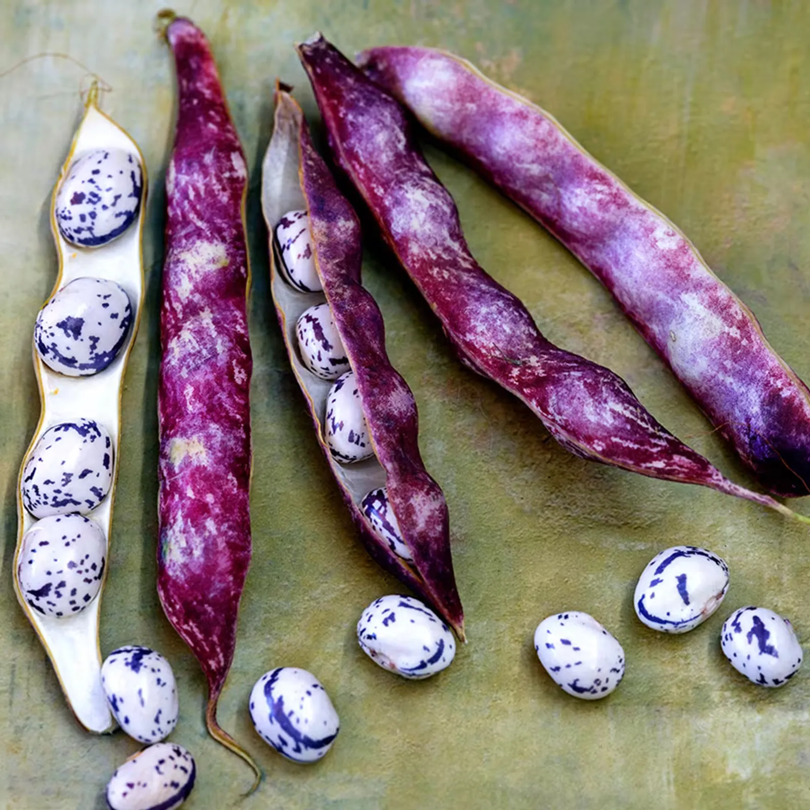 Autumn Zebra Beans