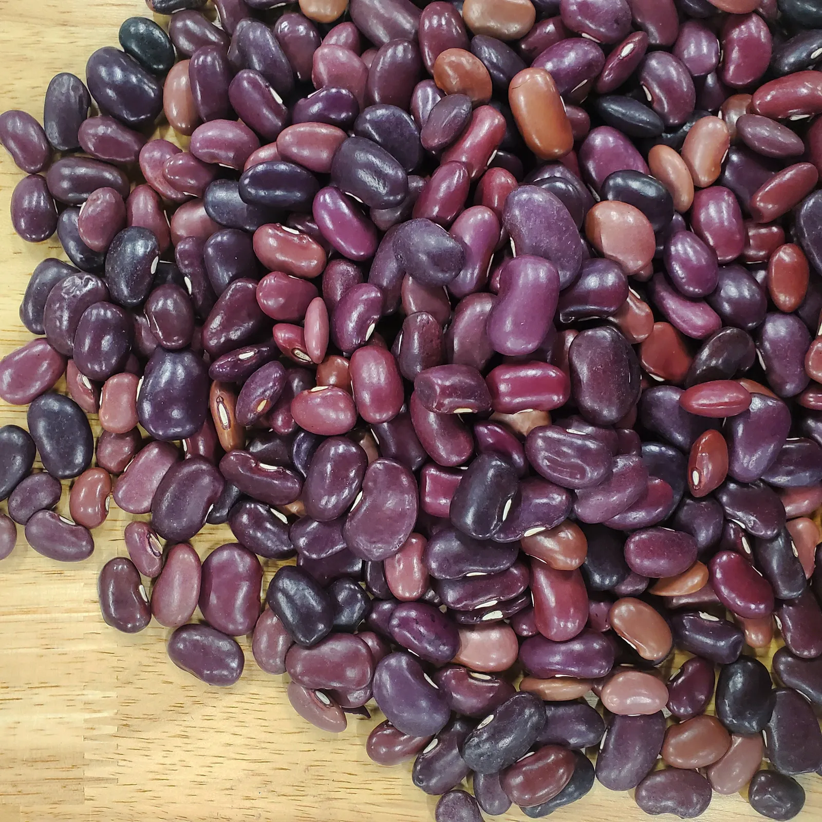 Ayocote Morado Beans