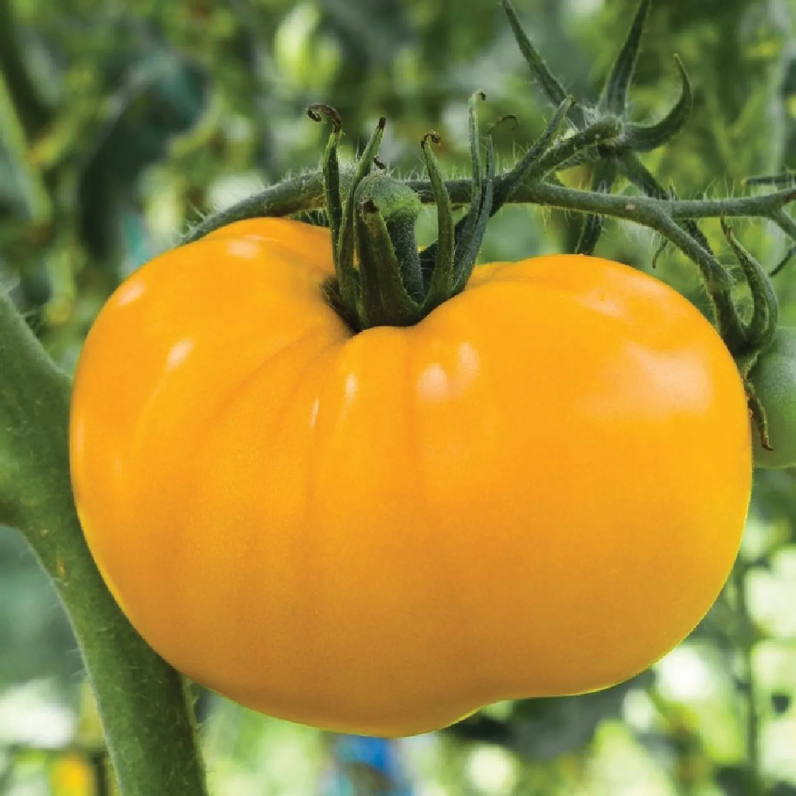 Azoychka Tomatoes