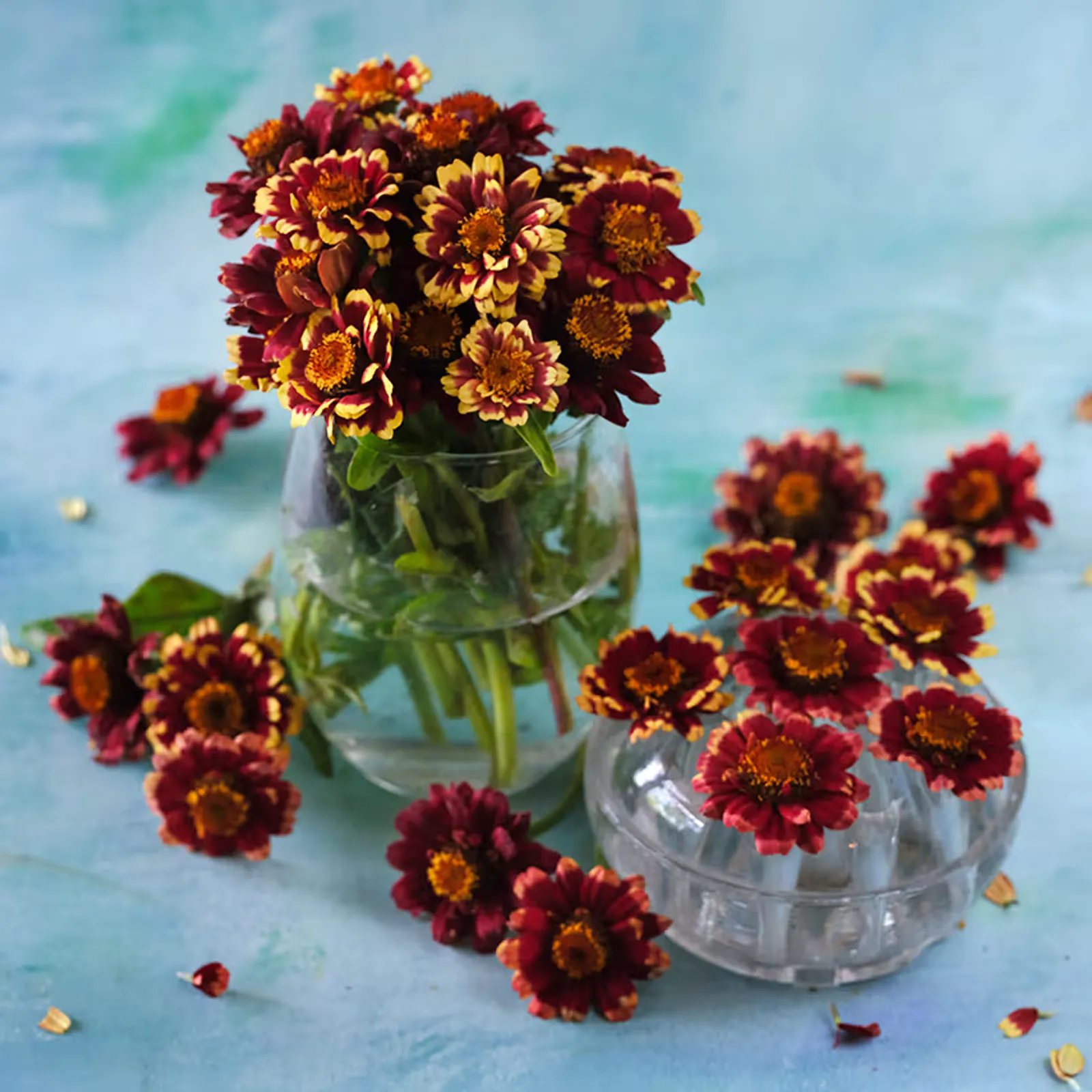 Aztec Burgundy Bicolor Zinnia
