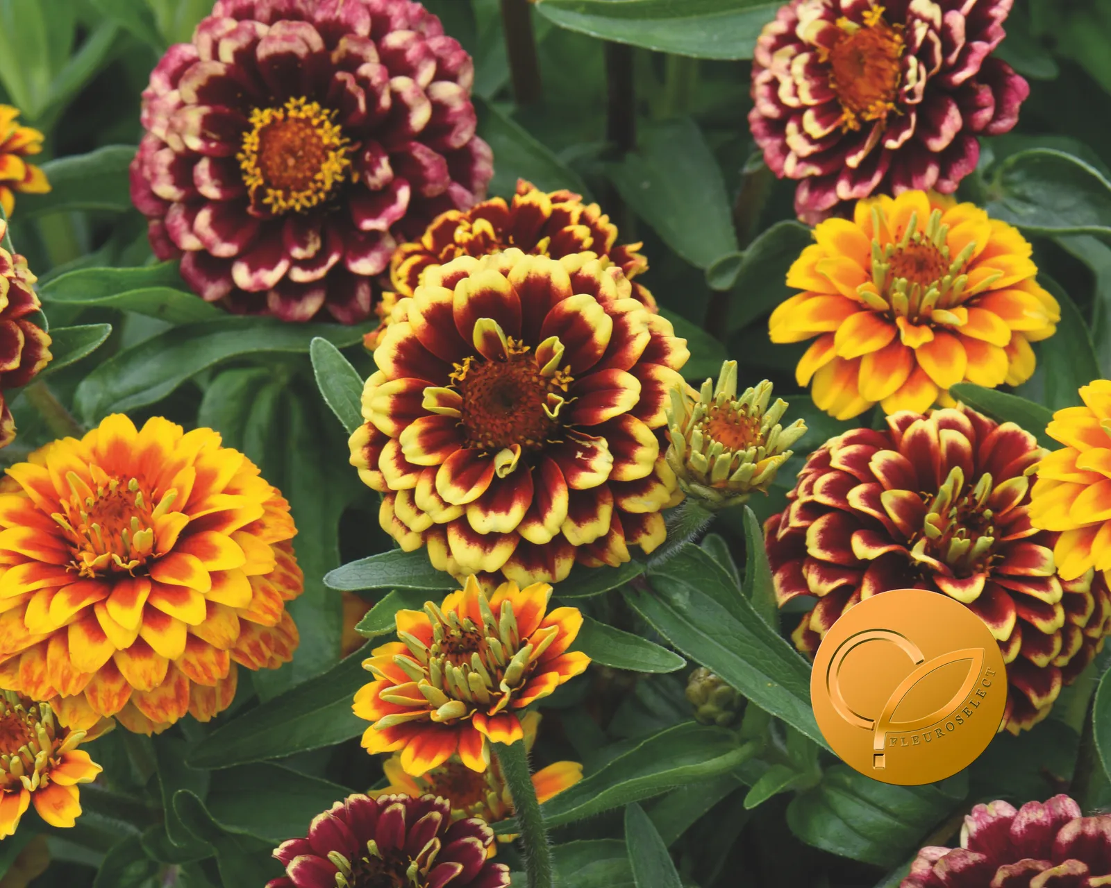 Aztec Sunset Zinnia