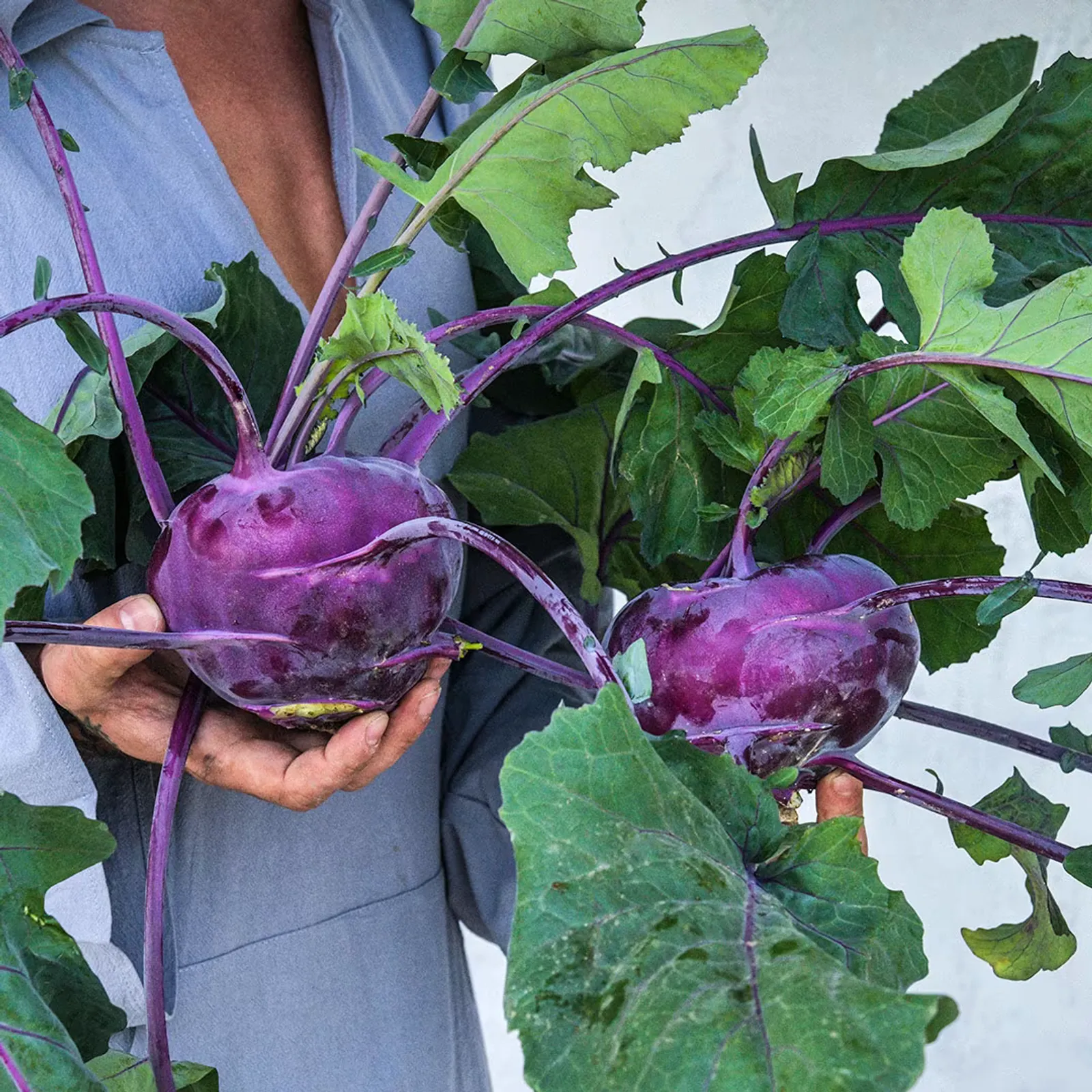 Azur Kohlrabi