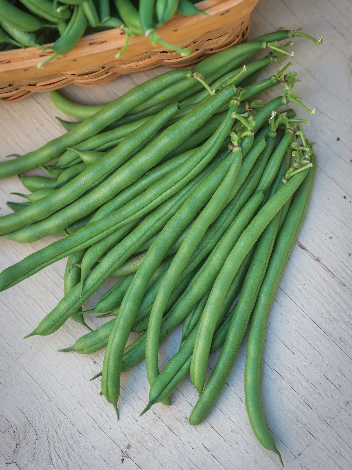 Pole, Seychelles Beans