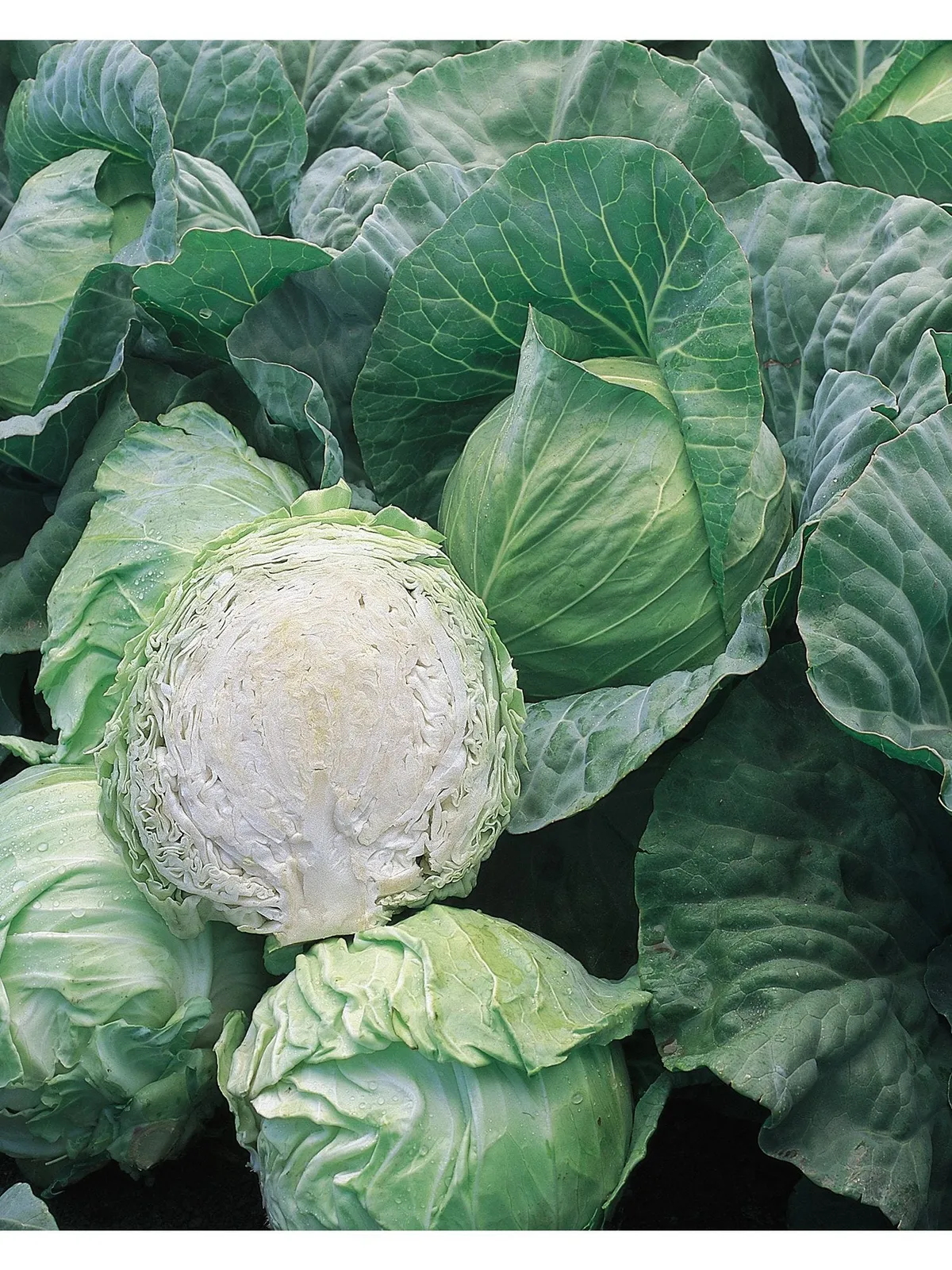 Early Jersey Wakefield