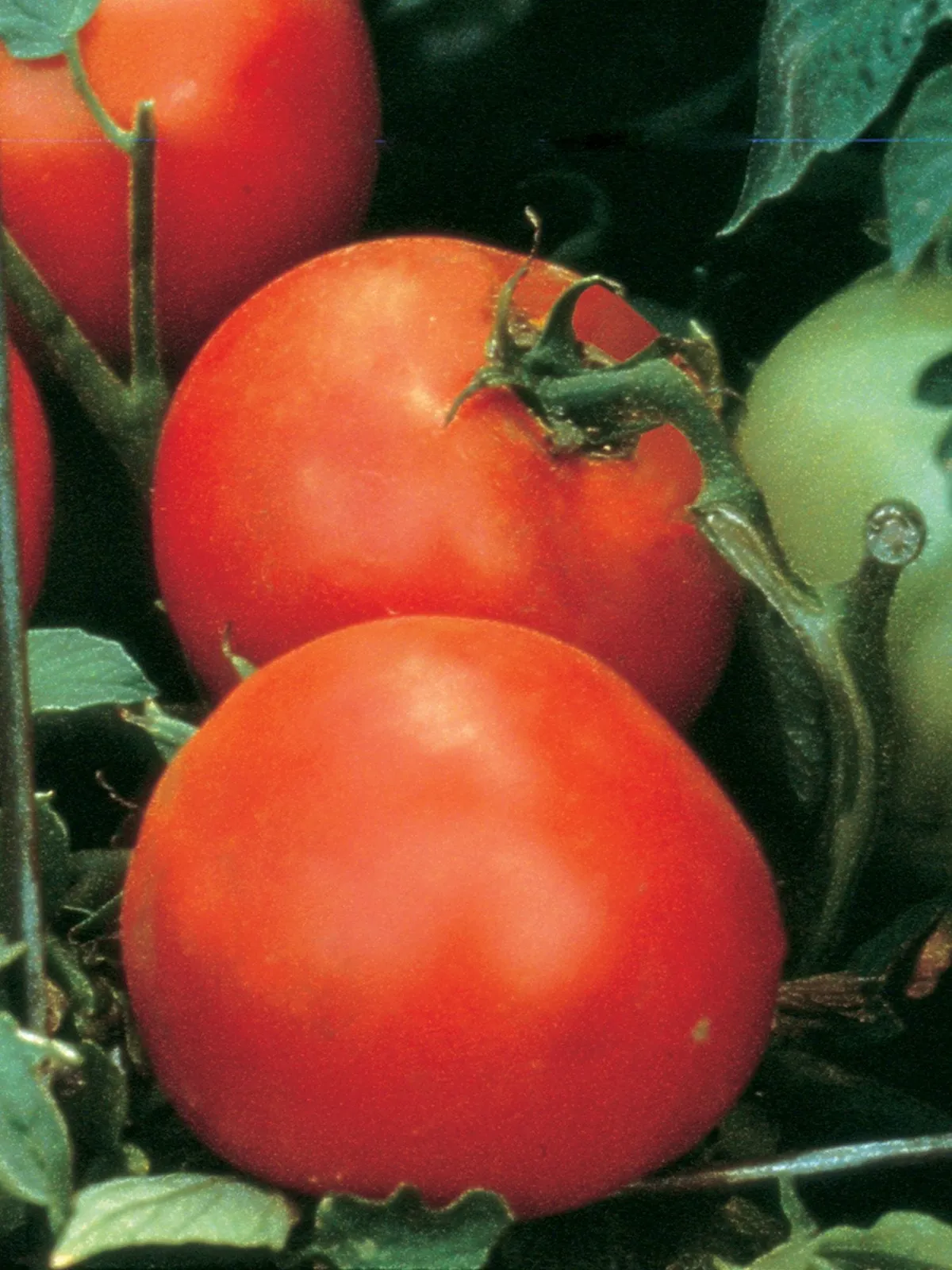 Celebrity Hybrid Tomatoes