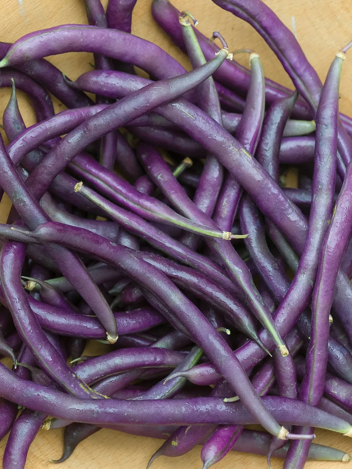 Pole, Carminat Beans
