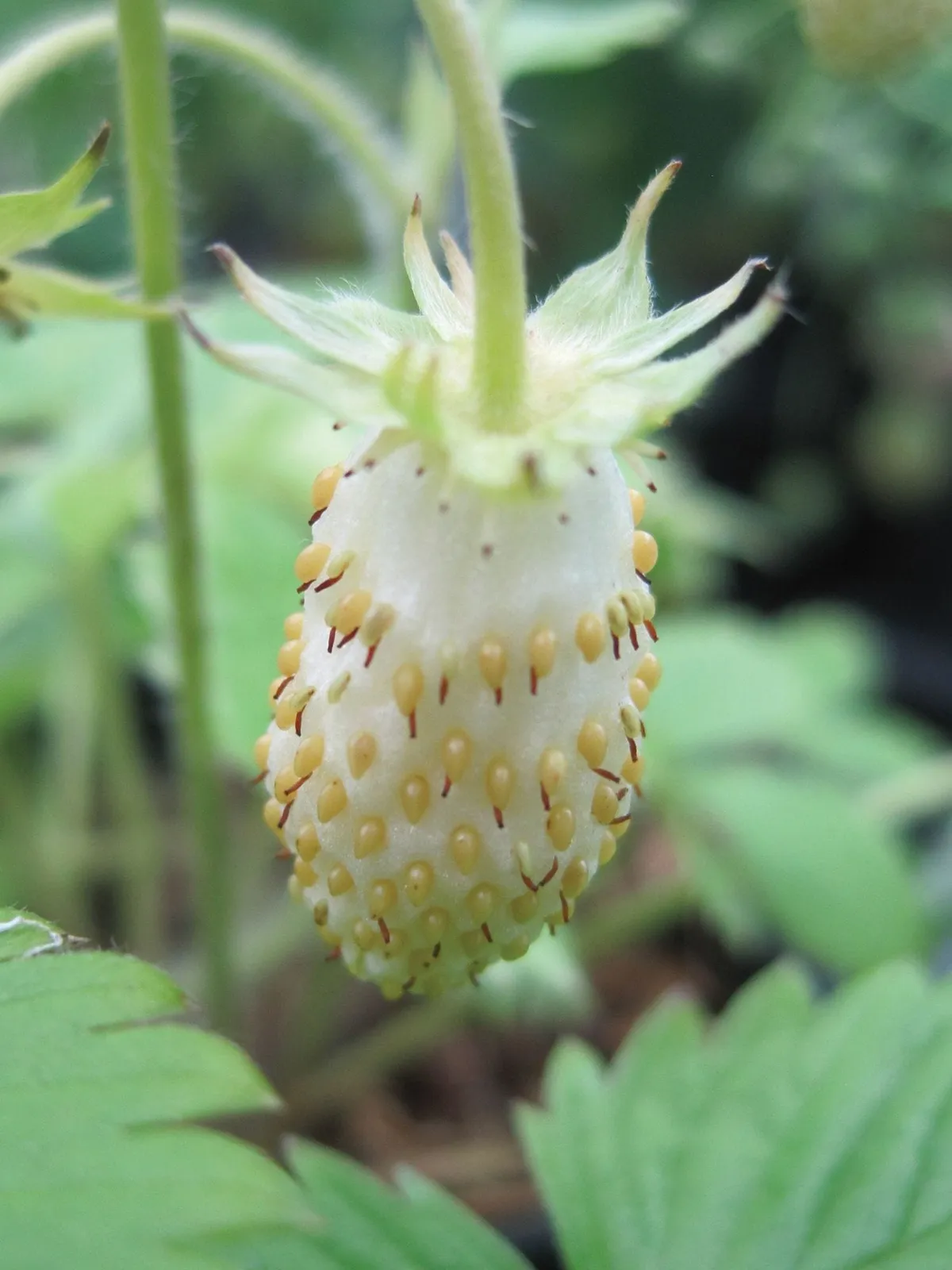 Alpine White Soul Strawberries