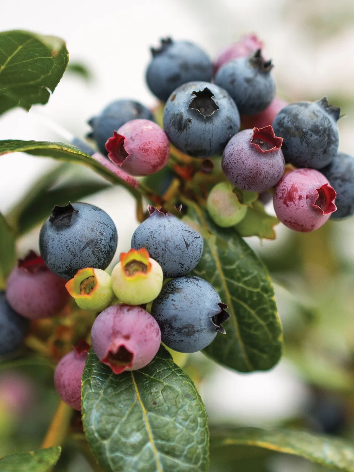 Perpetua Blueberries