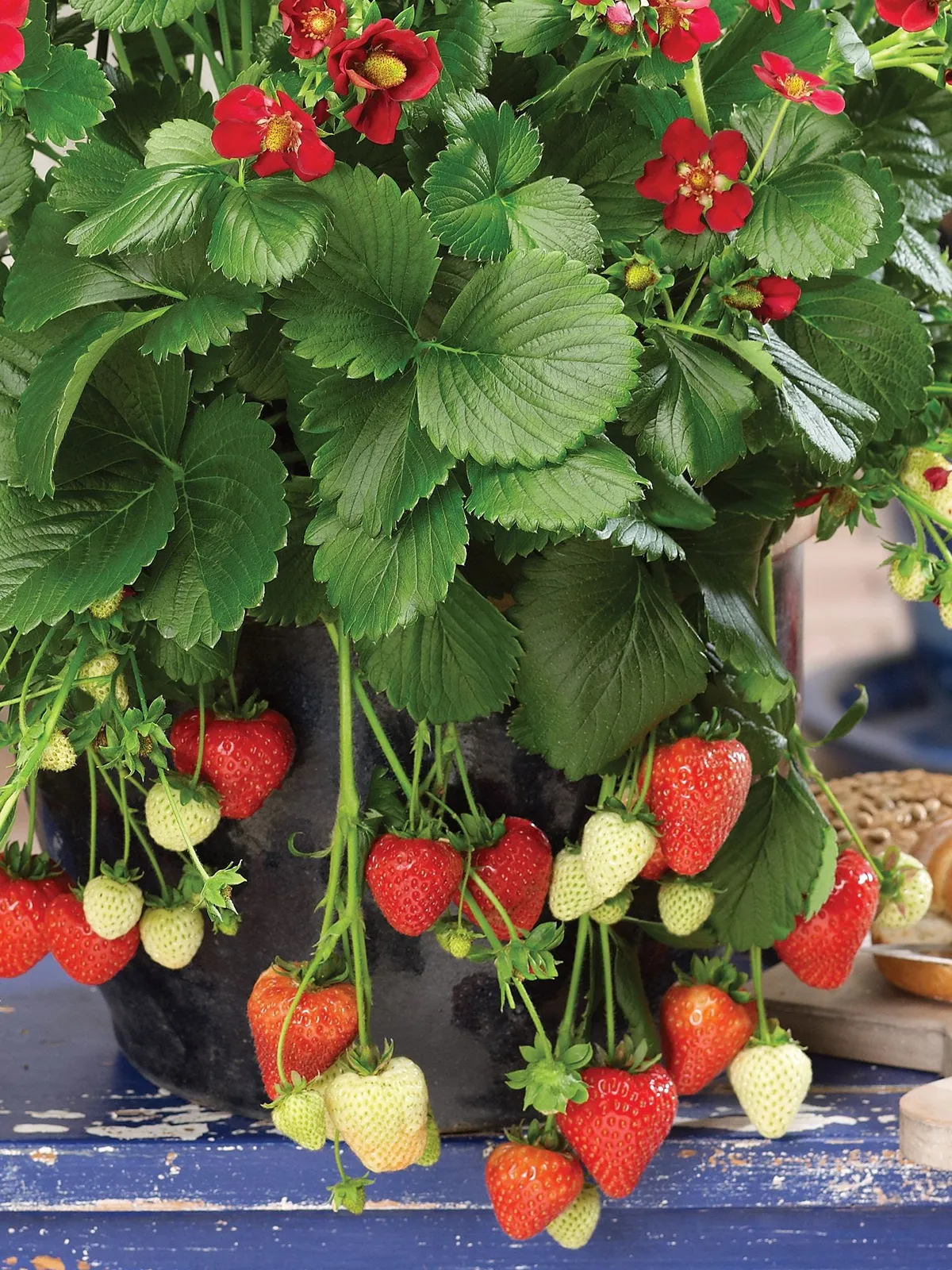 Ruby Ann Strawberries