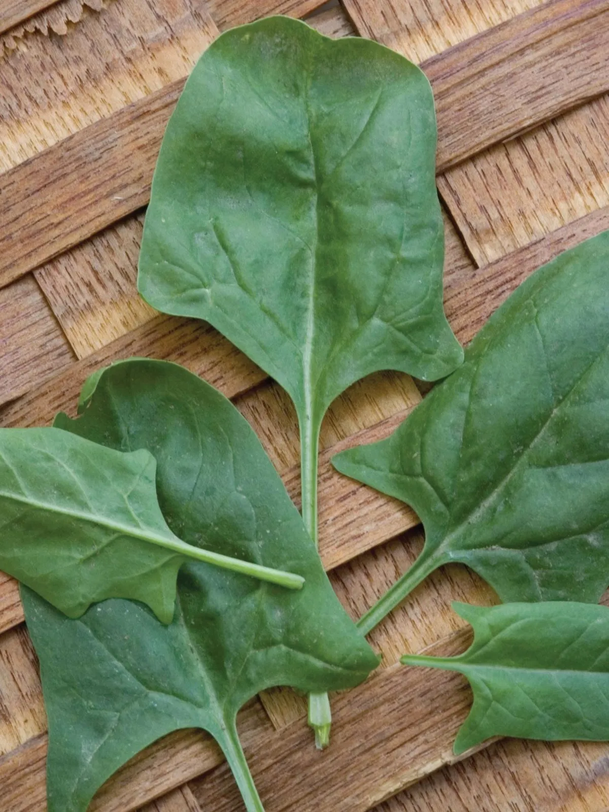 Indian Summer Hybrid Spinach