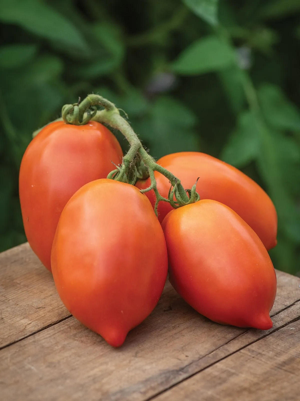 Big Mama Hybrid Tomatoes