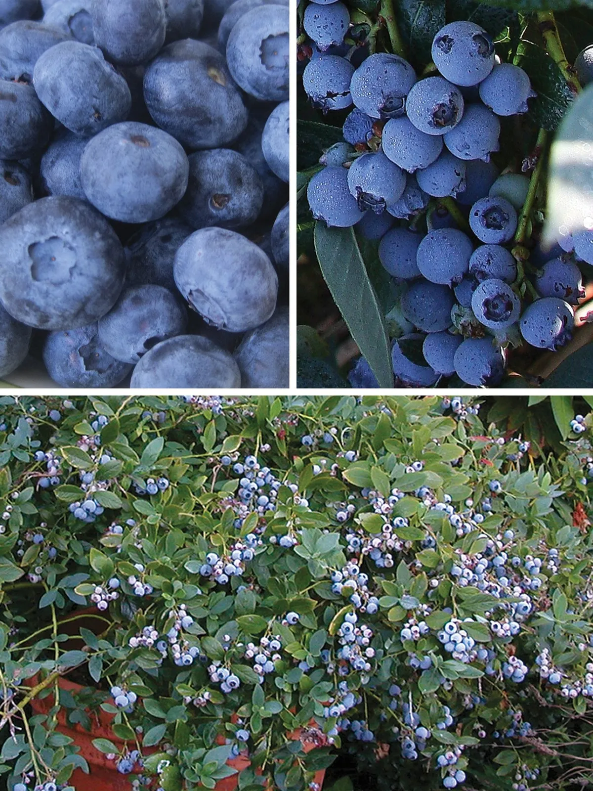 The Southern Collection Blueberries