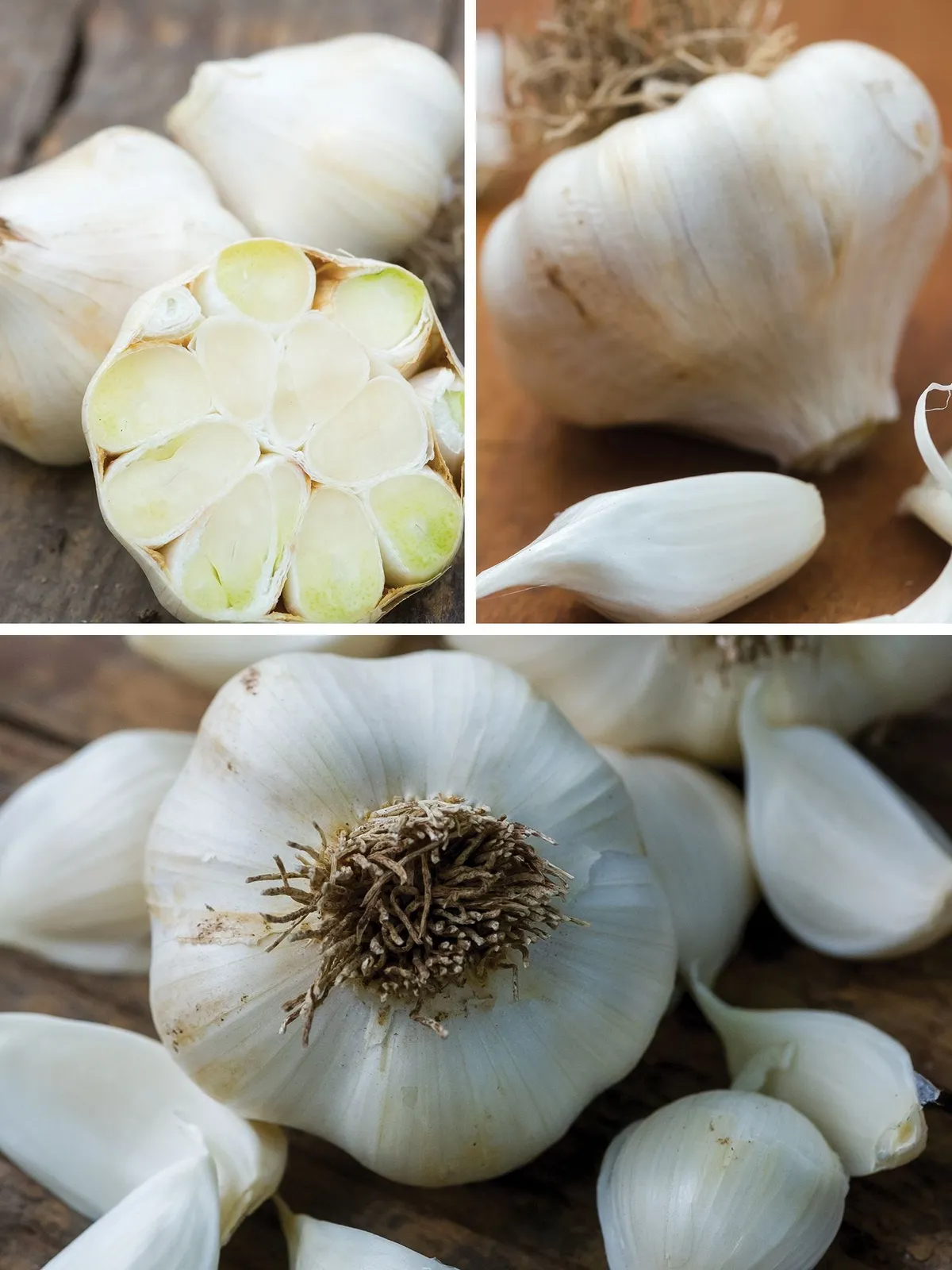 Burpees Best Collection Garlic