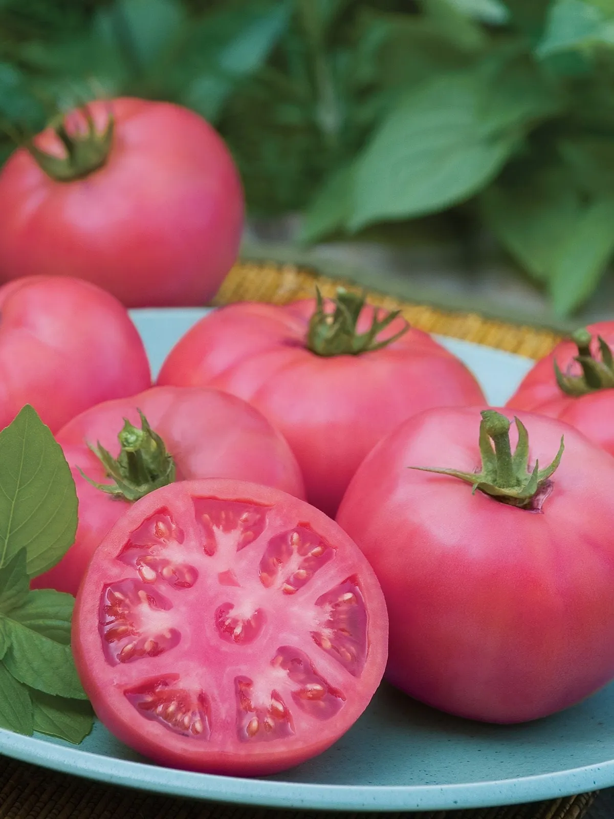 Big Pink Hybrid Tomatoes