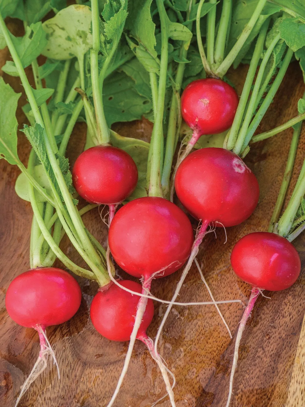 Roxanne Hybrid Radishes
