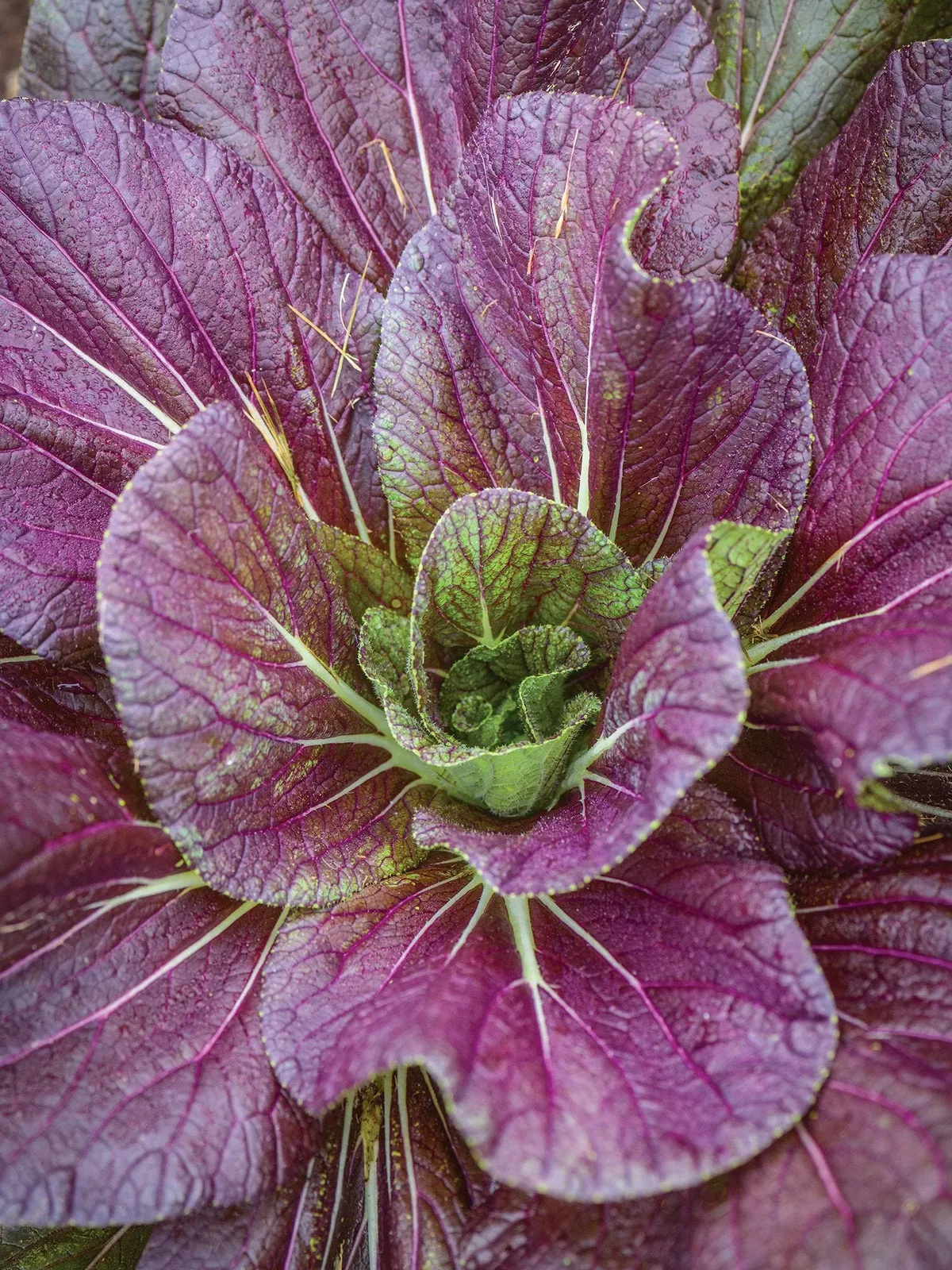 Napa, Red Dragon Hybrid