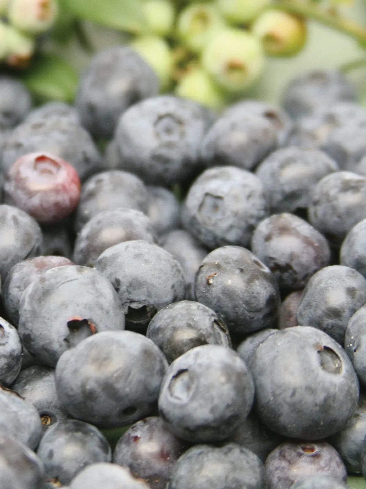 Northblue Blueberries