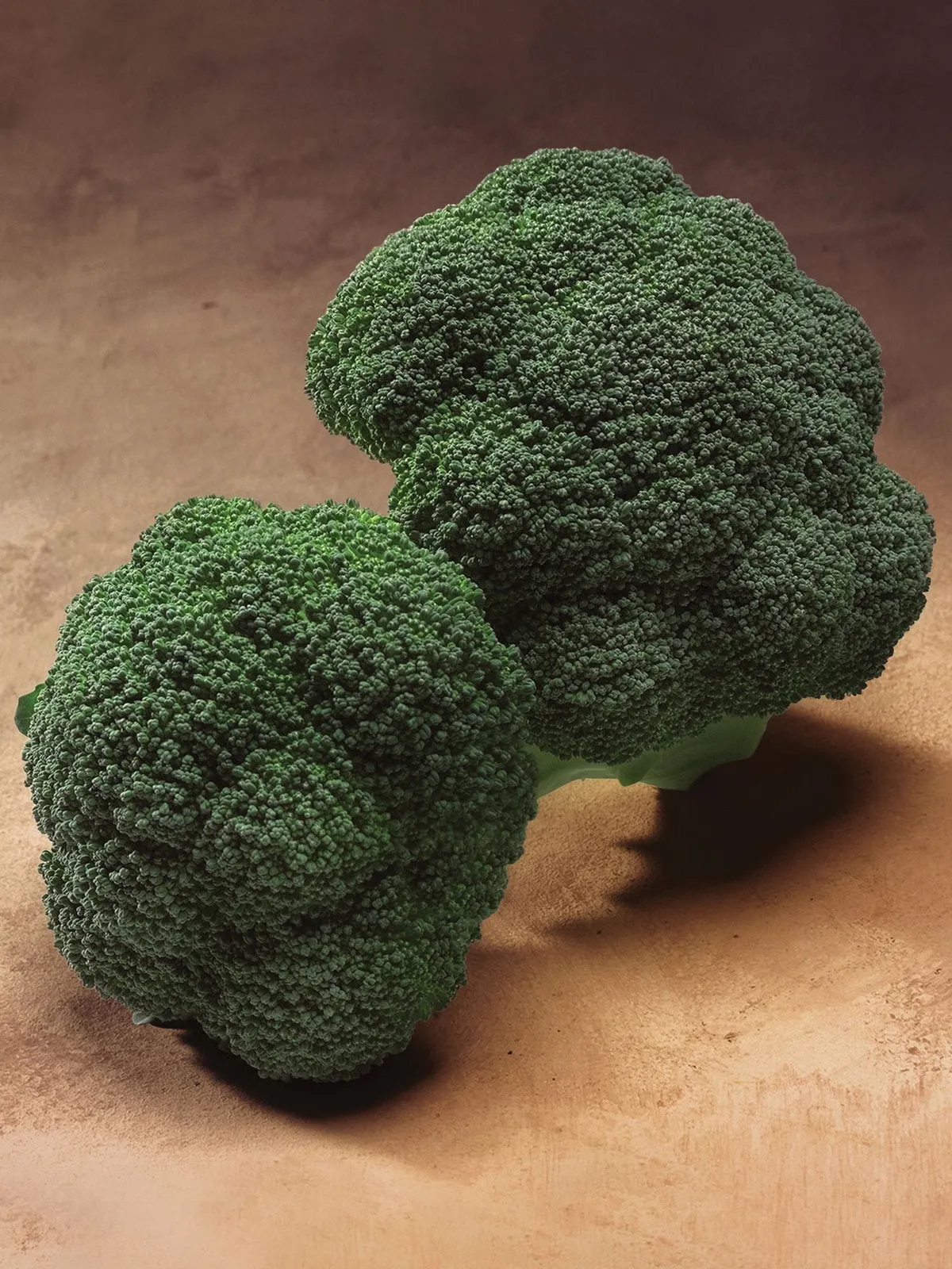 Gypsy Hybrid Broccoli