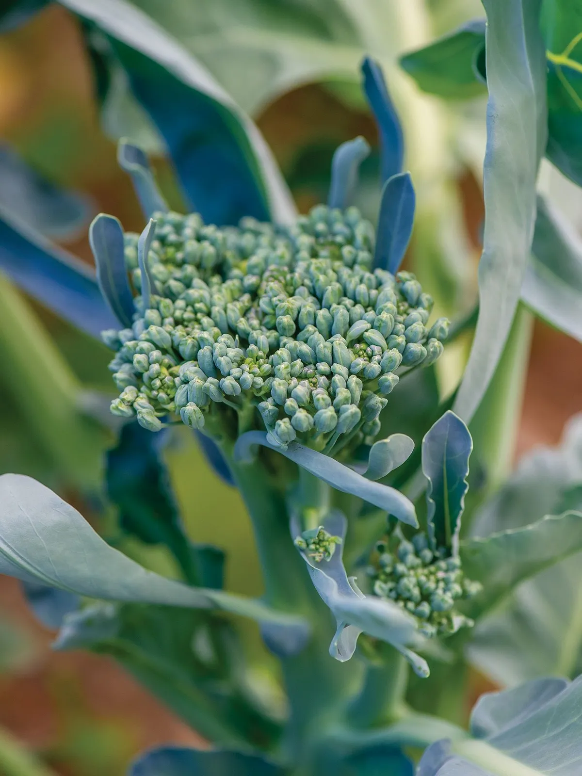 Royal Tenderette Hybrid Broccoli