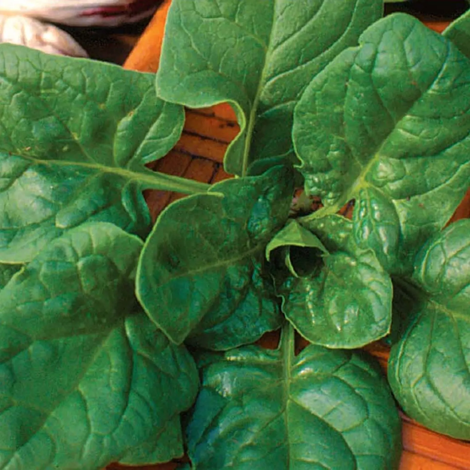 Babys Leaf Spinach