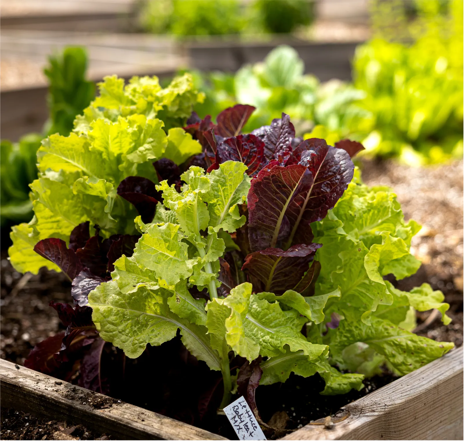 Baby Leaf Mix Lettuce