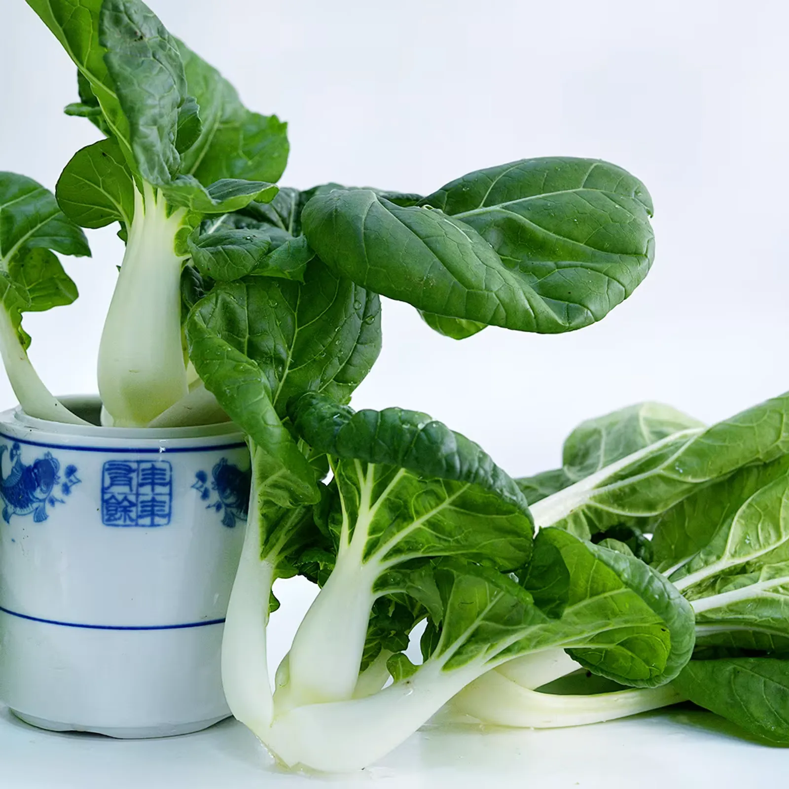 Baby Milk Bok Choy