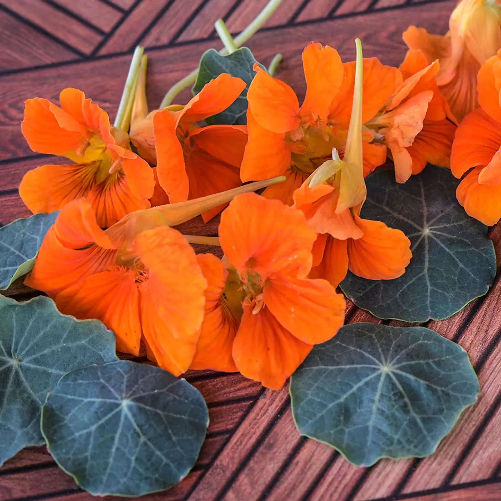 Baby Orange Nasturtium