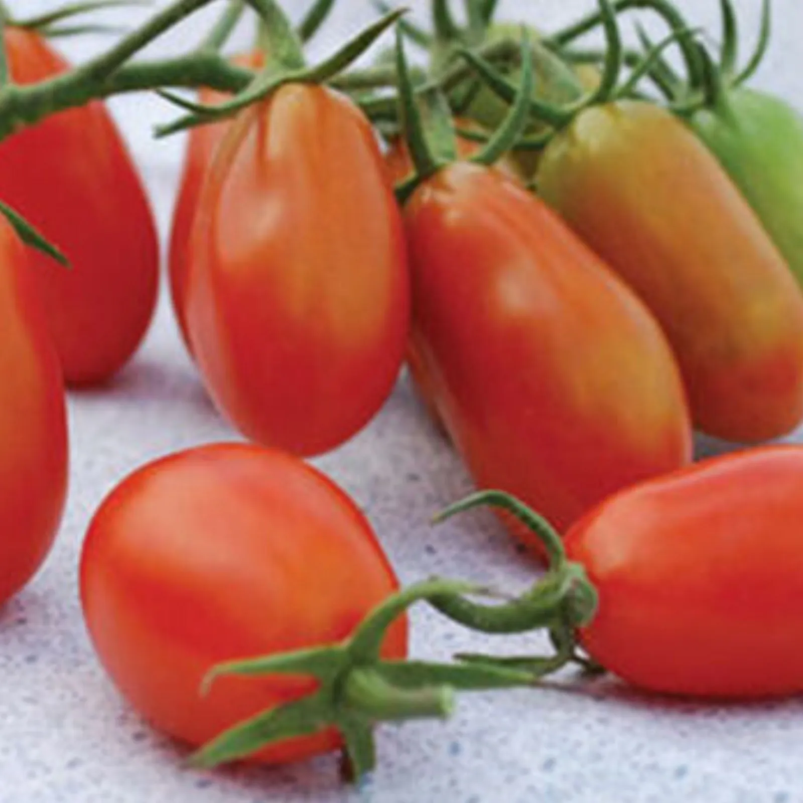 Baby Roma Tomatoes