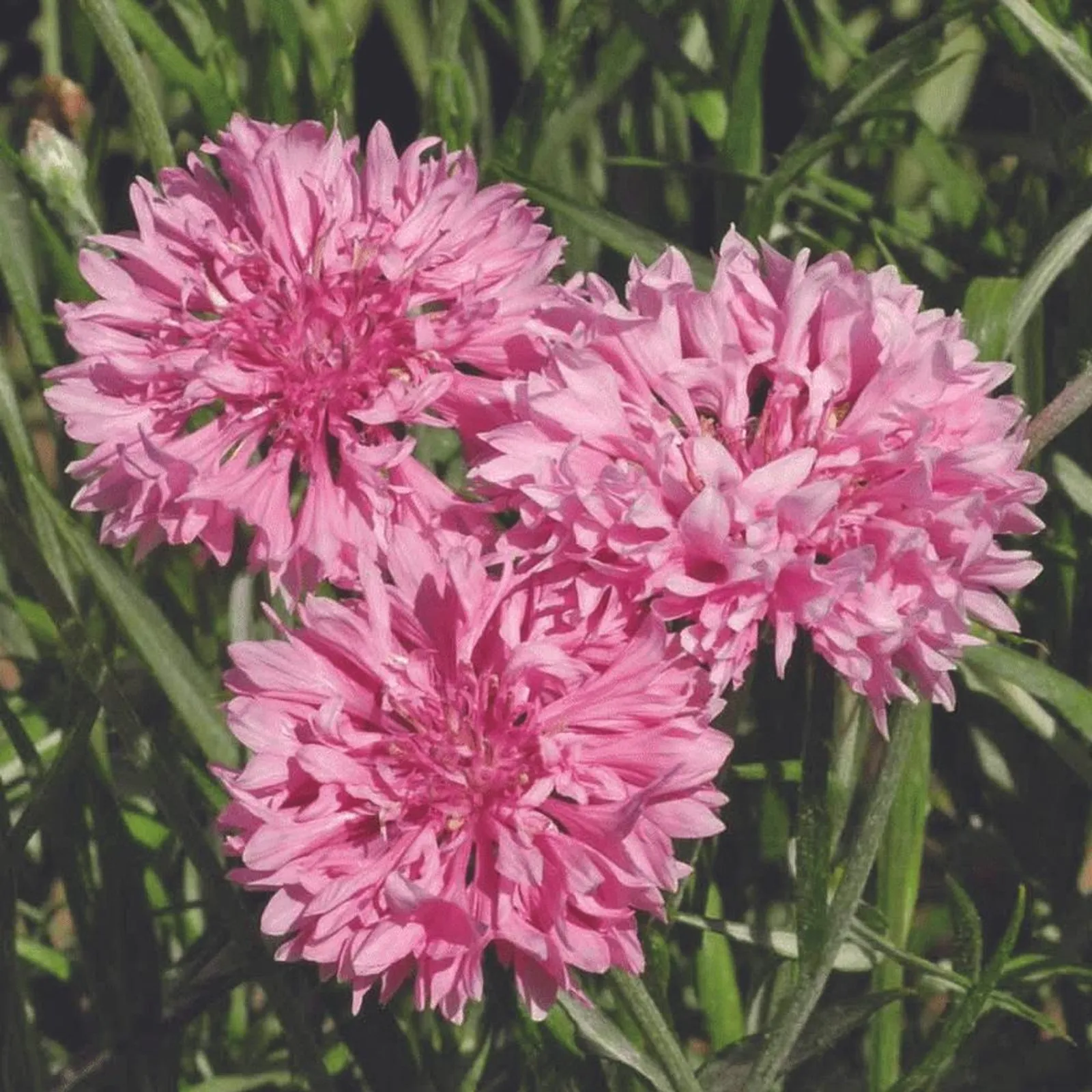 Bachelor's Button Pink Cornflower