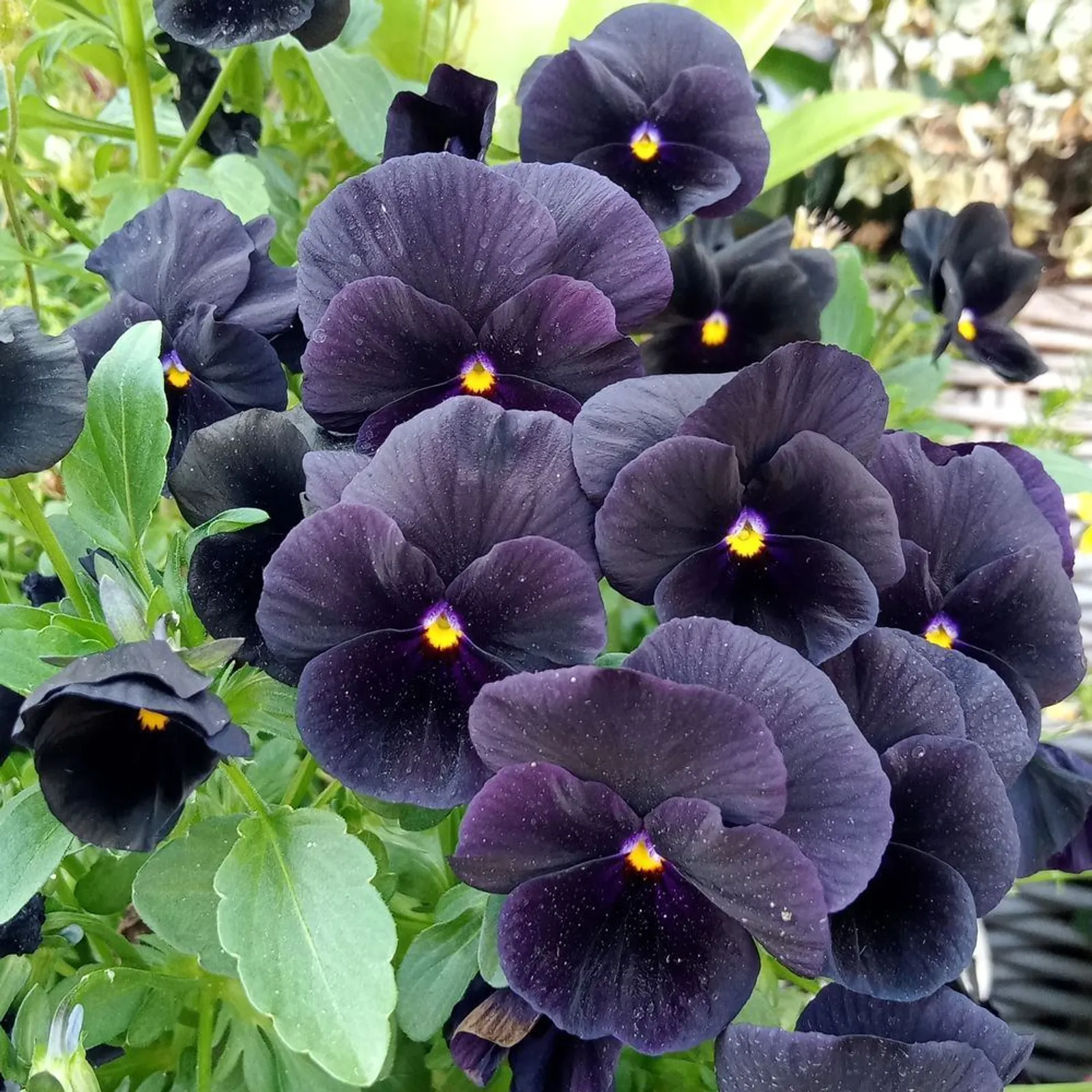 Back to Black Viola Pansy