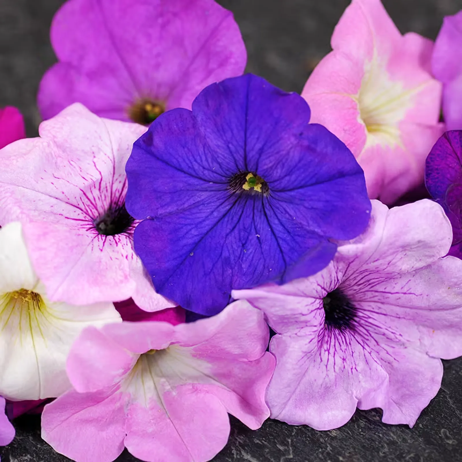 Balcony Mix Petunia