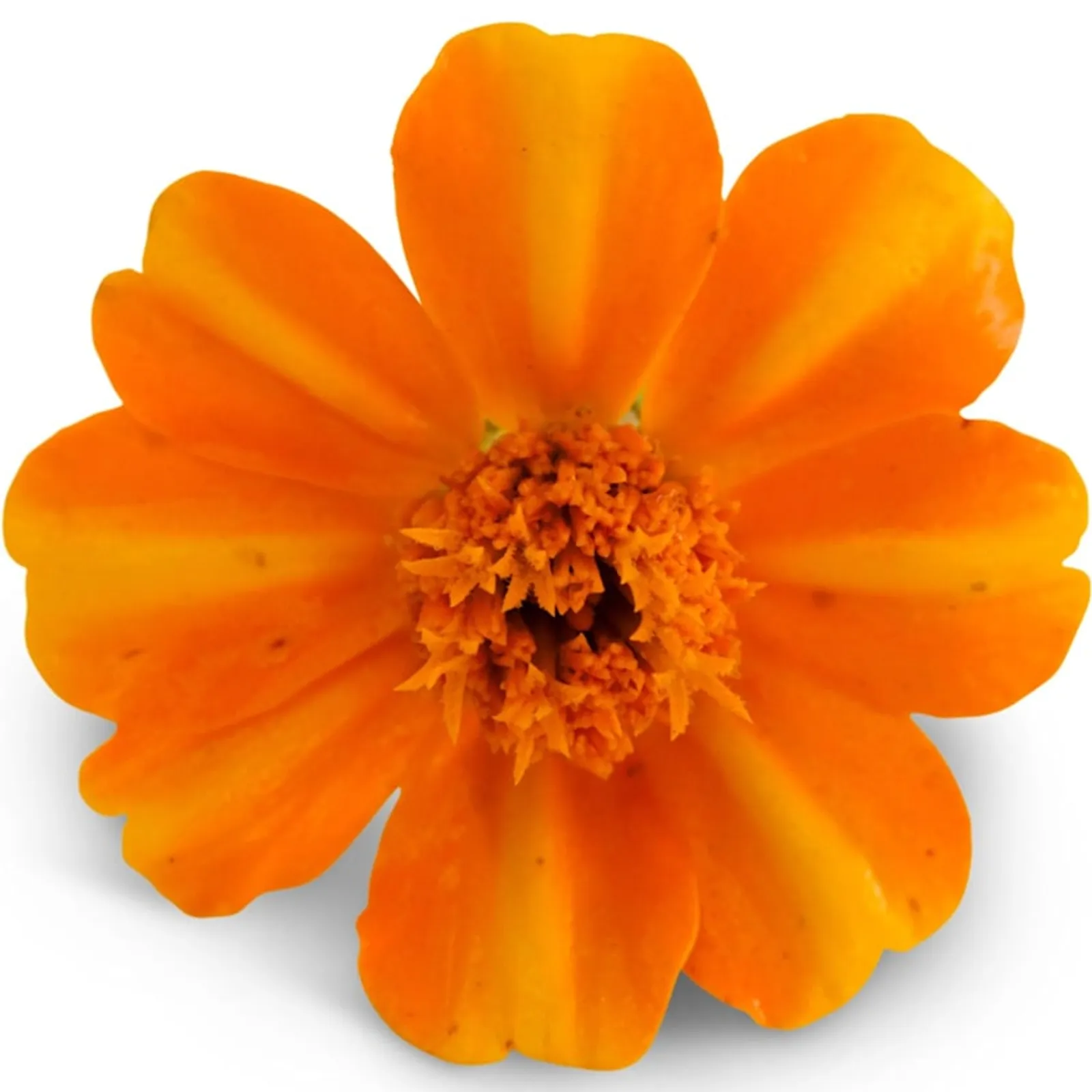 Bambino Marigold