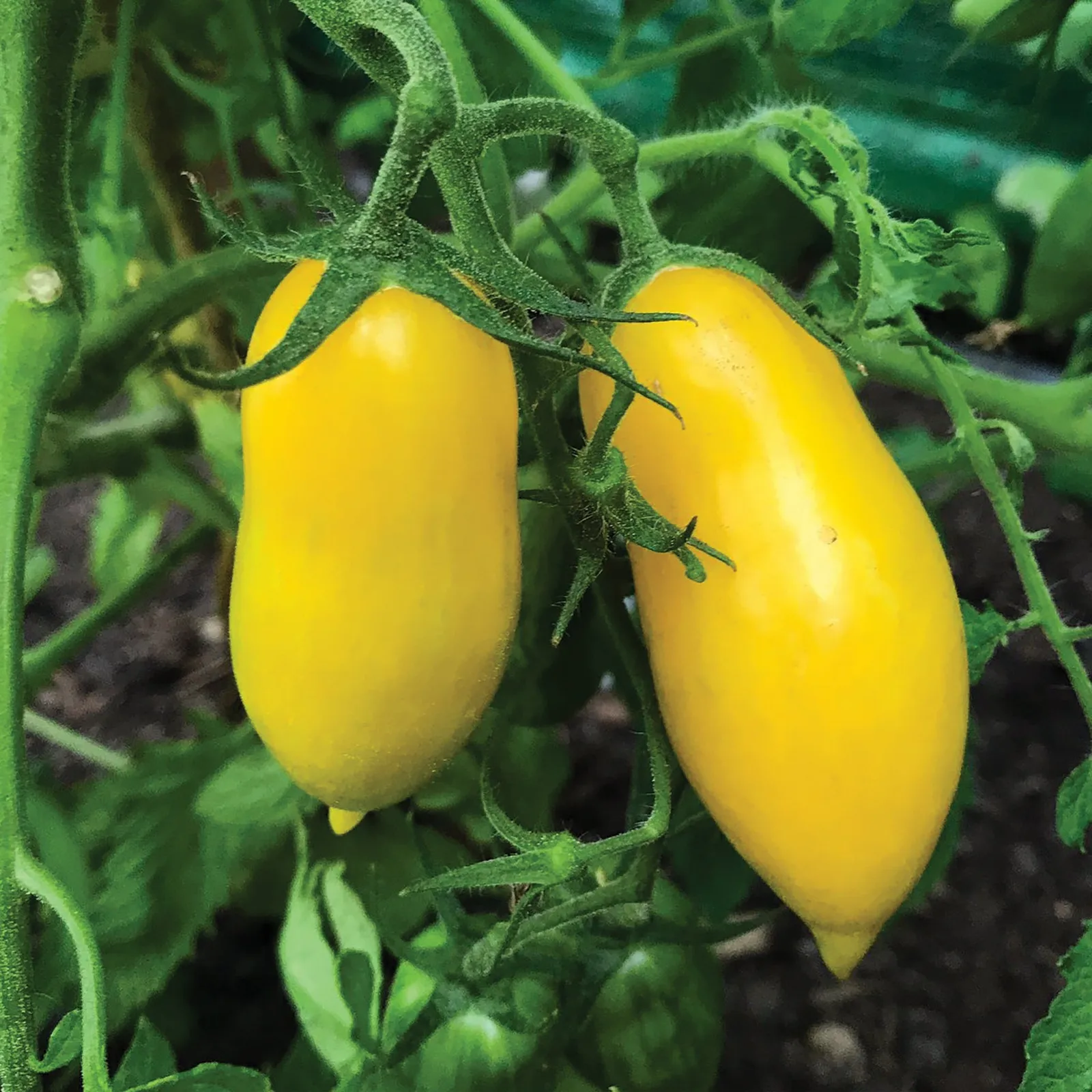 Banana Legs Tomatoes