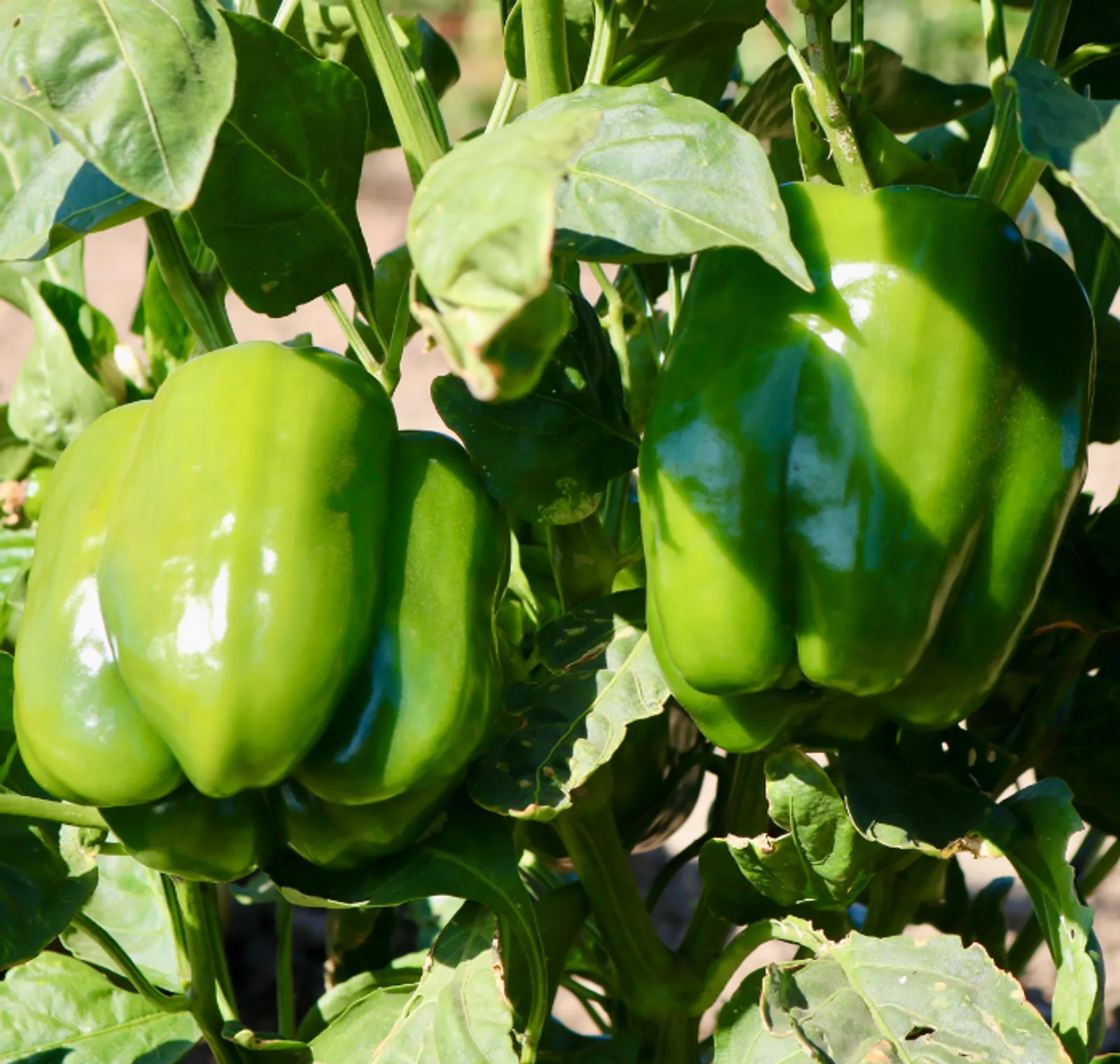 Baron Peppers