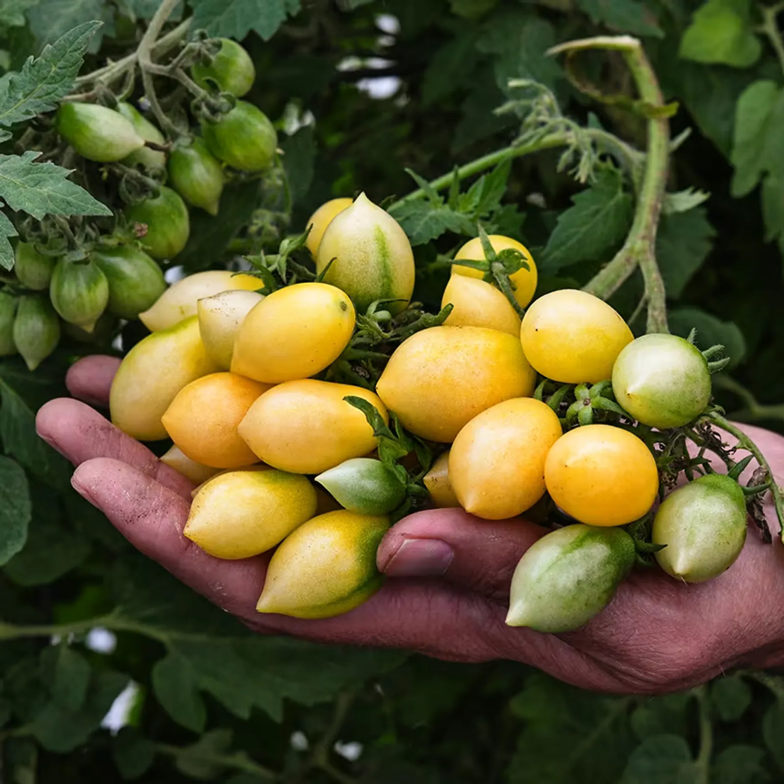 Barry's Crazy Cherry Tomatoes