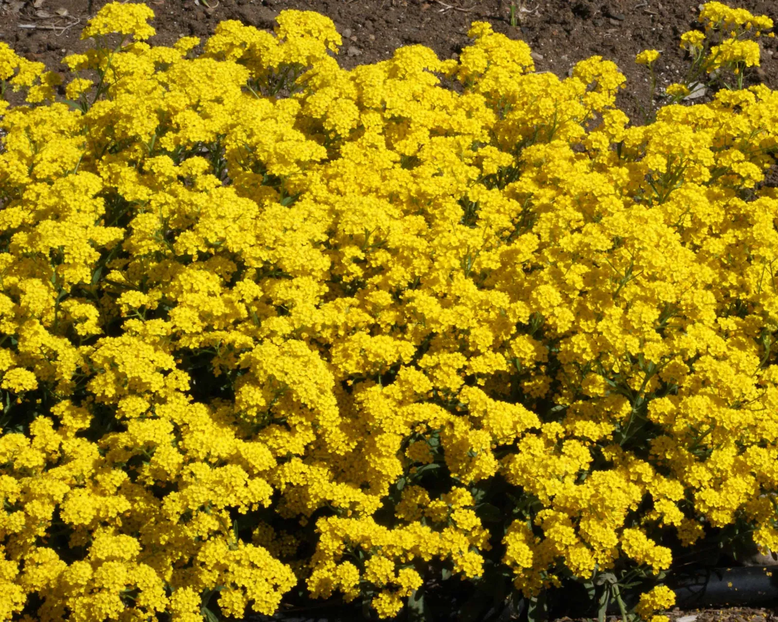 Basket of Gold Alyssum