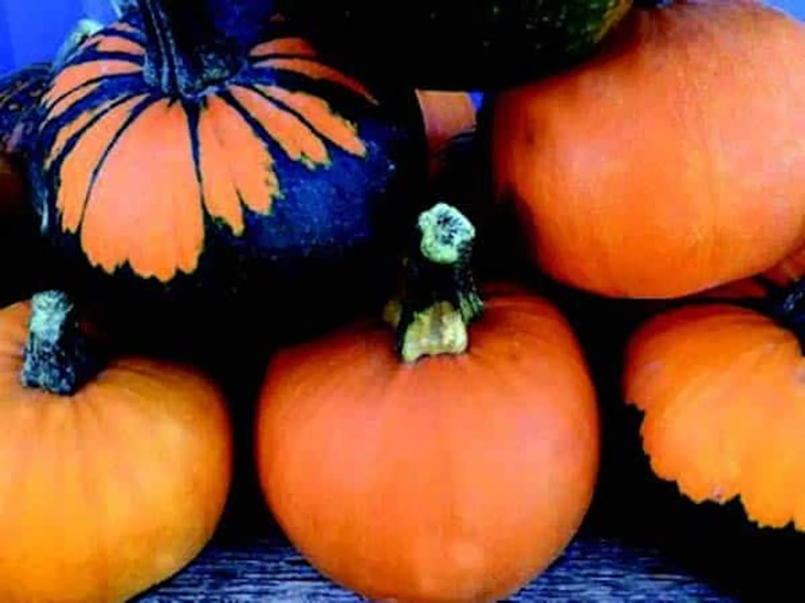 Batwing Mix Pumpkin