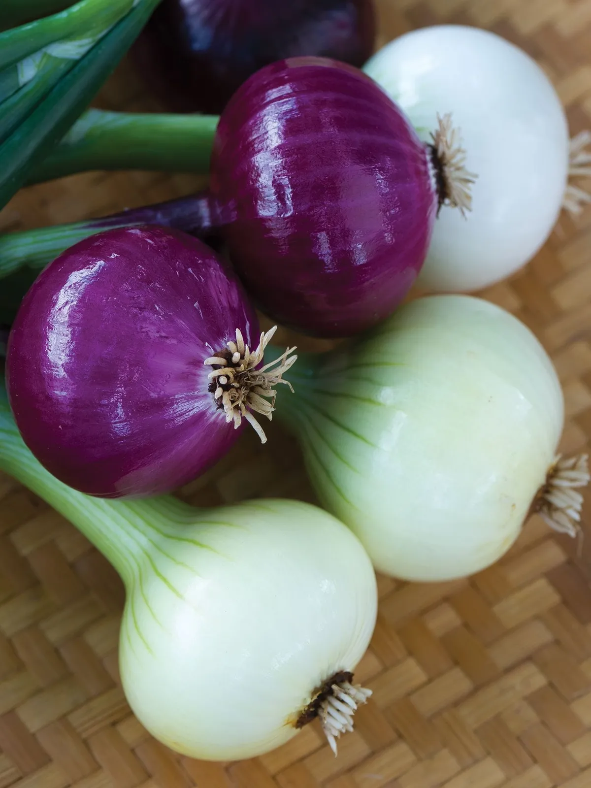Intermediate Day Collection Onions