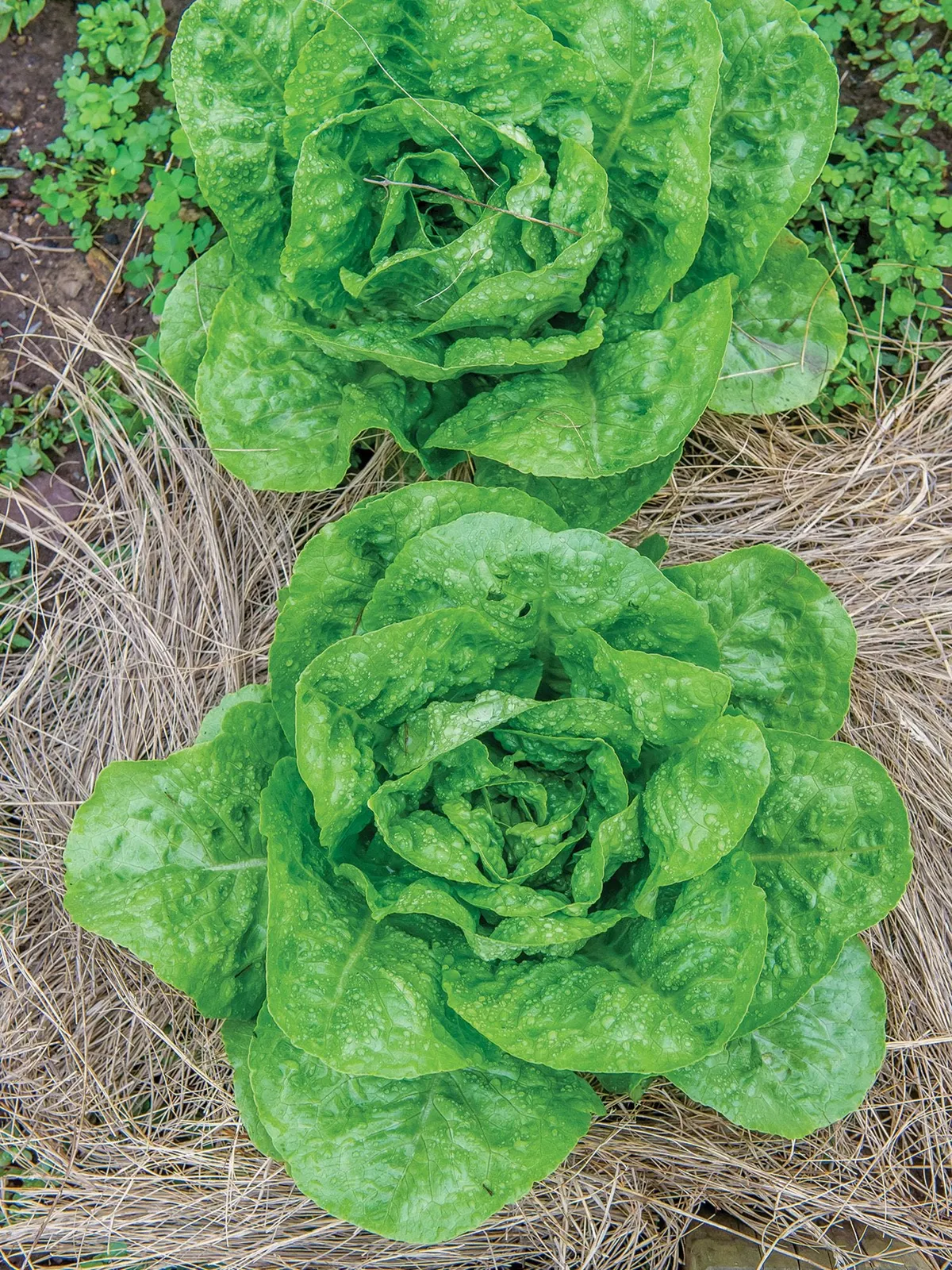 EZ Serve Lettuce