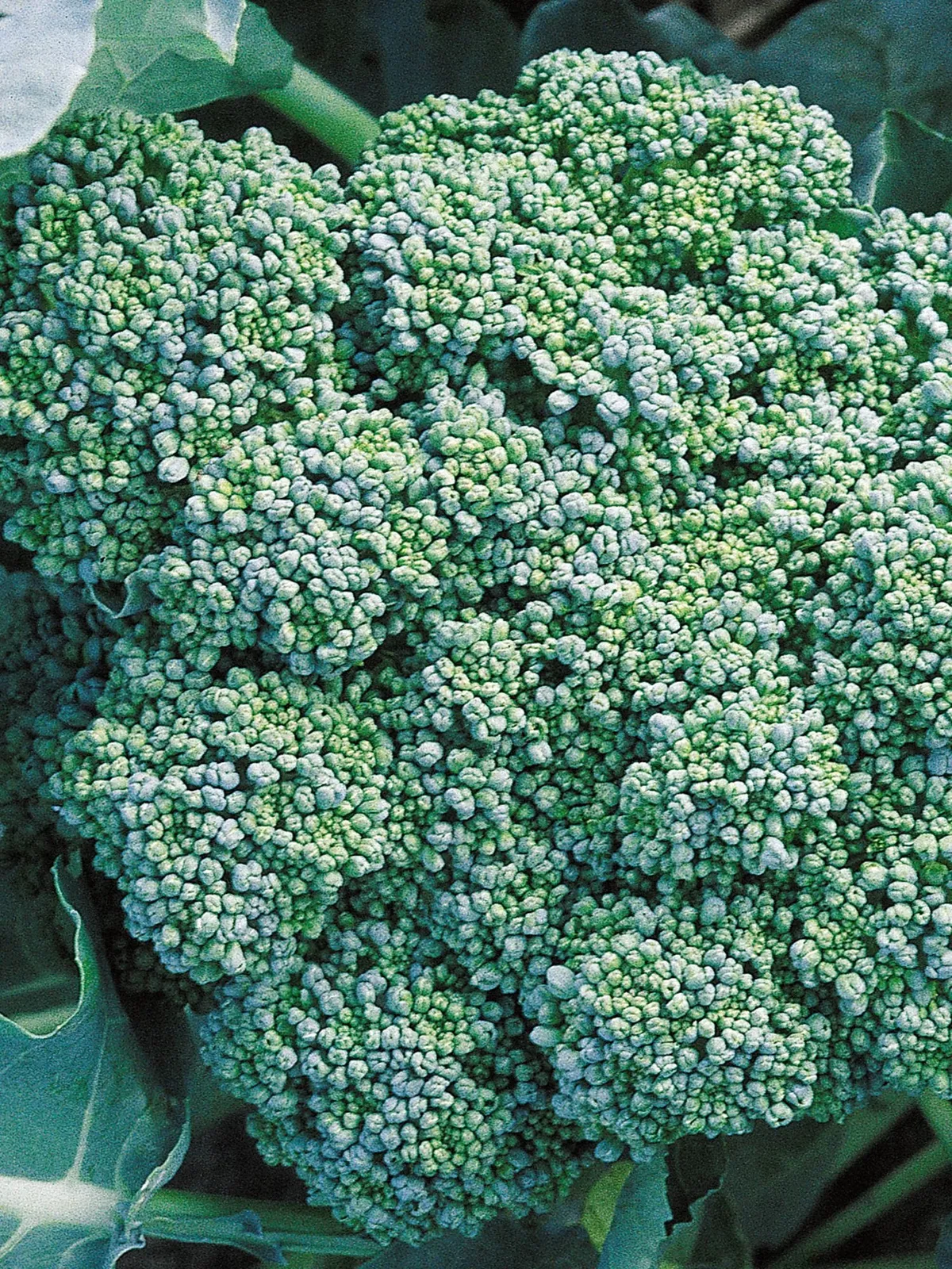 Calabrese Broccoli